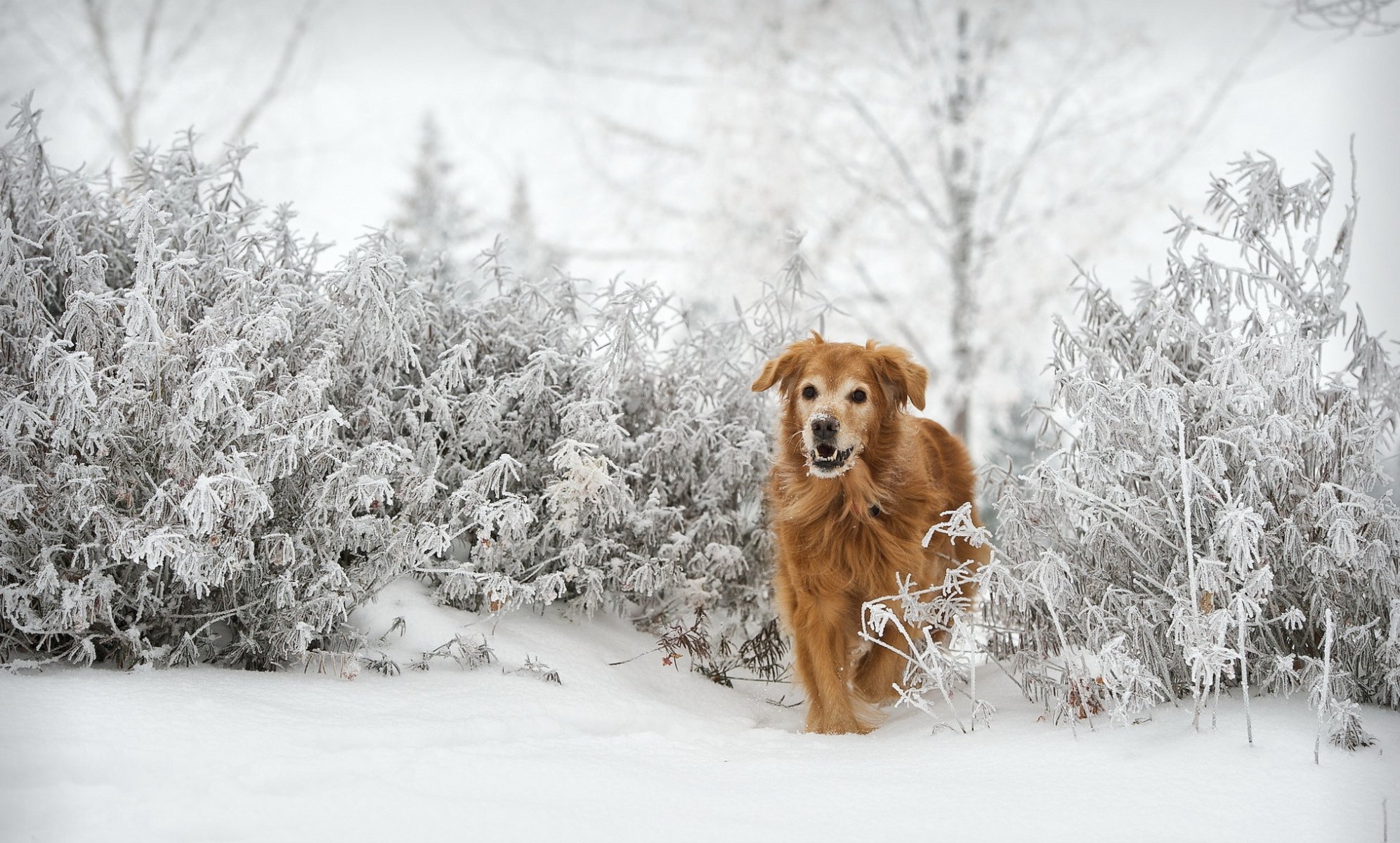 perro mirada amigo invierno