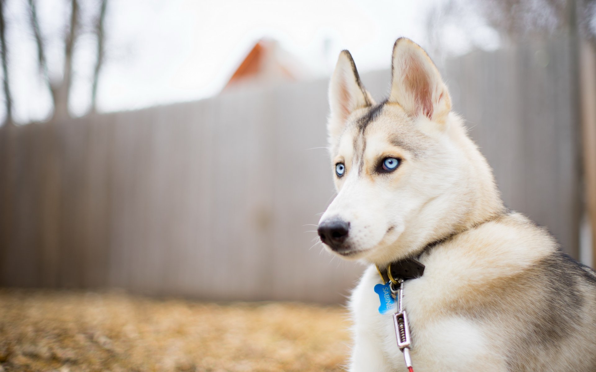 perro mirada amigo