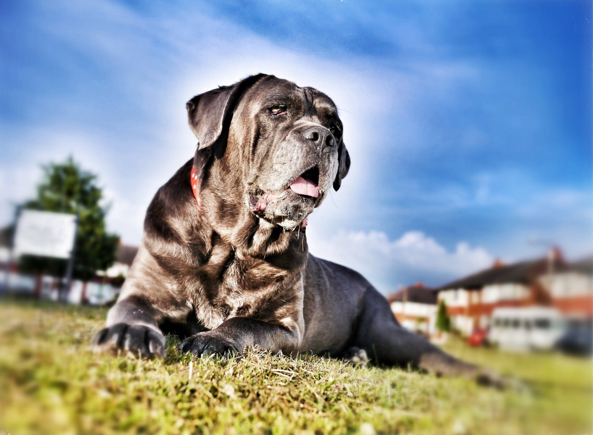 cane corso el perro