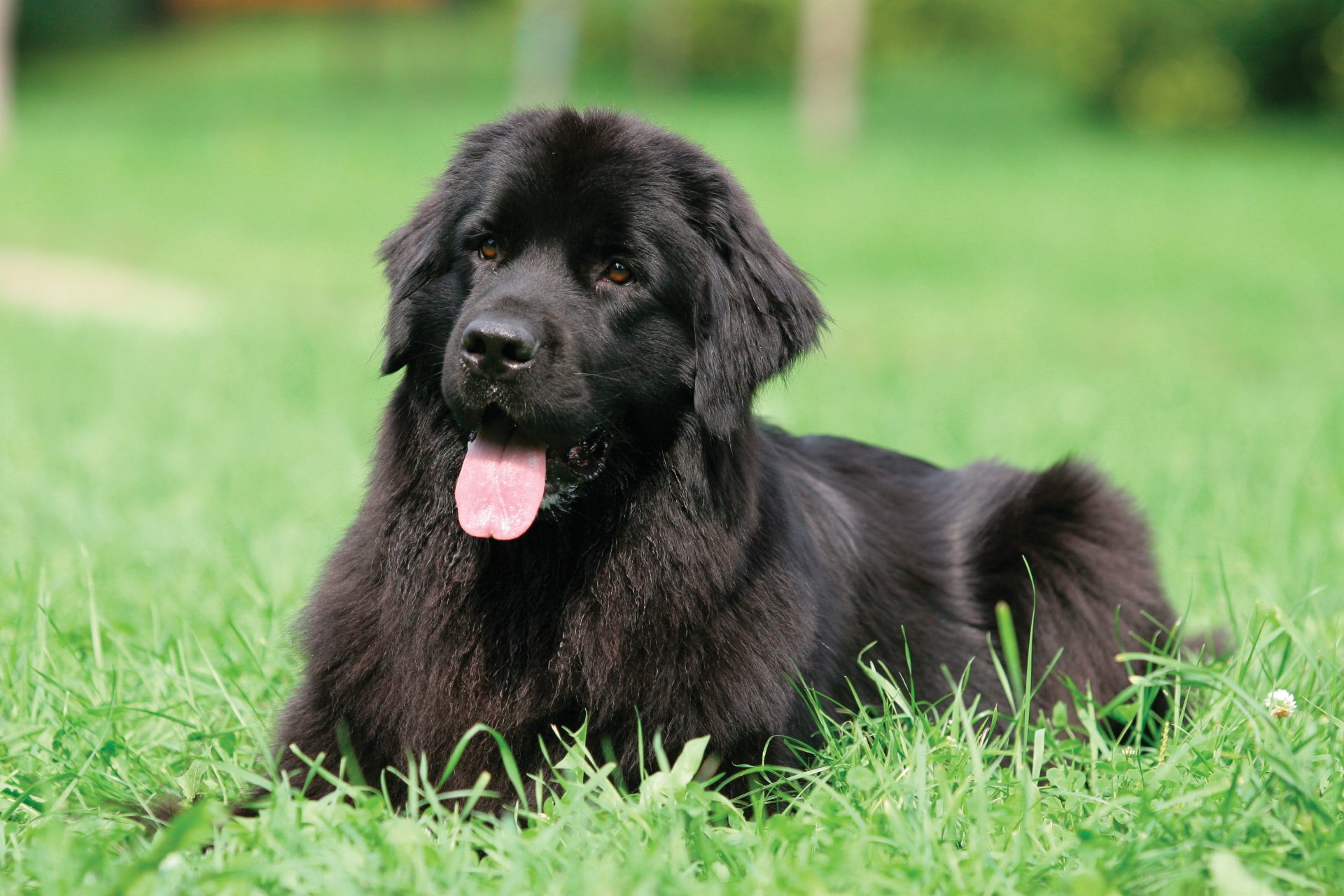 perro buzo terranova negro hierba lengua