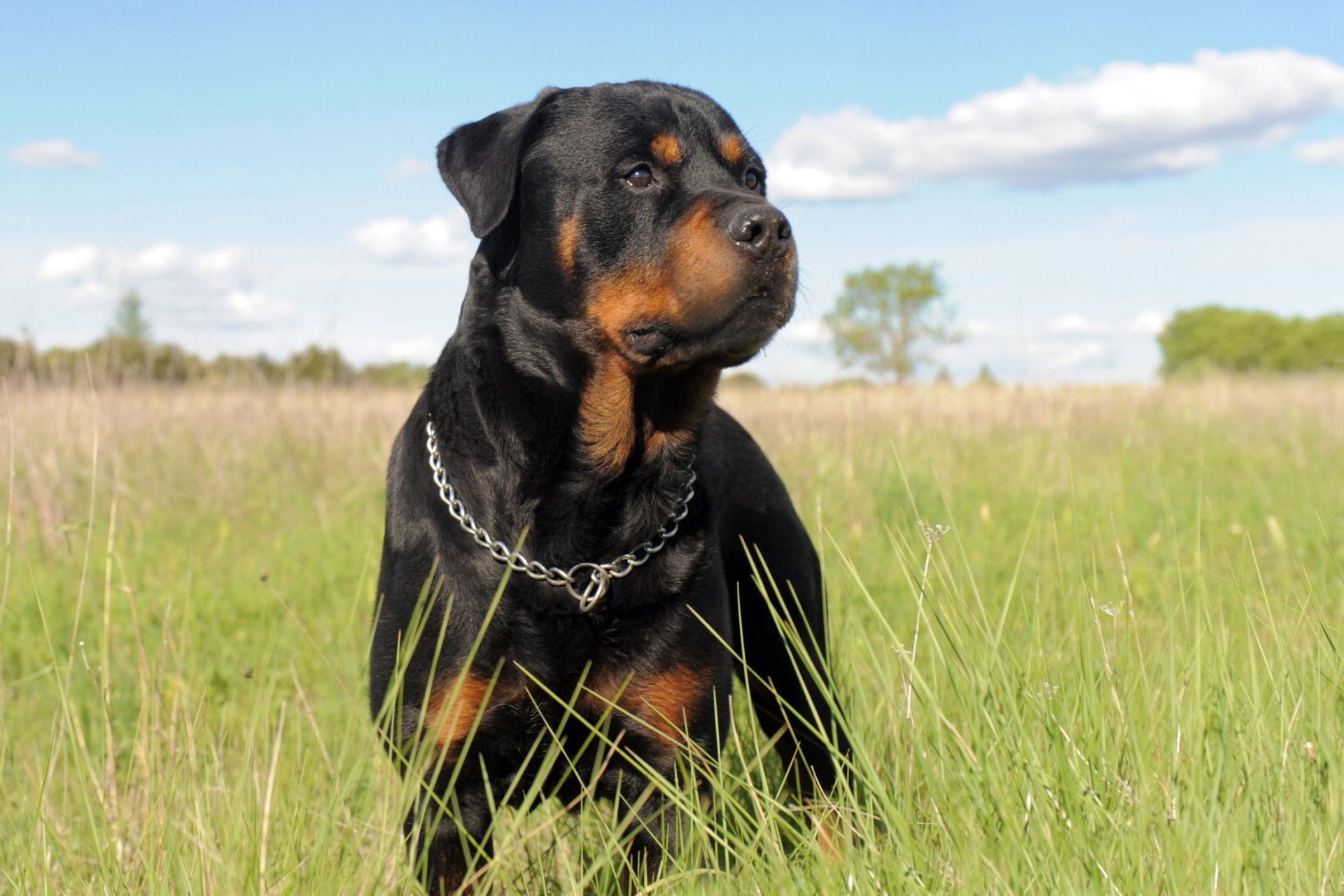 rottweiler dog necklace circuit gra