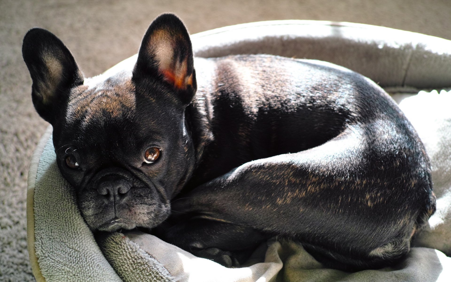 cane sguardo amico bulldog