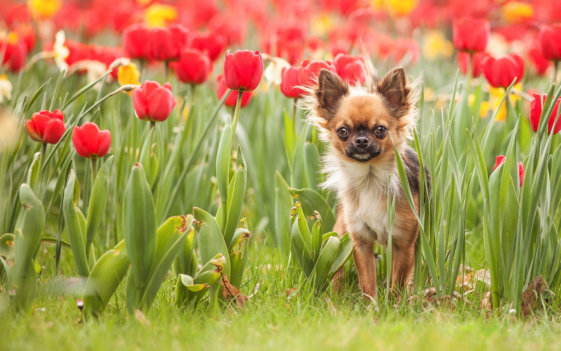 pies tulipany natura