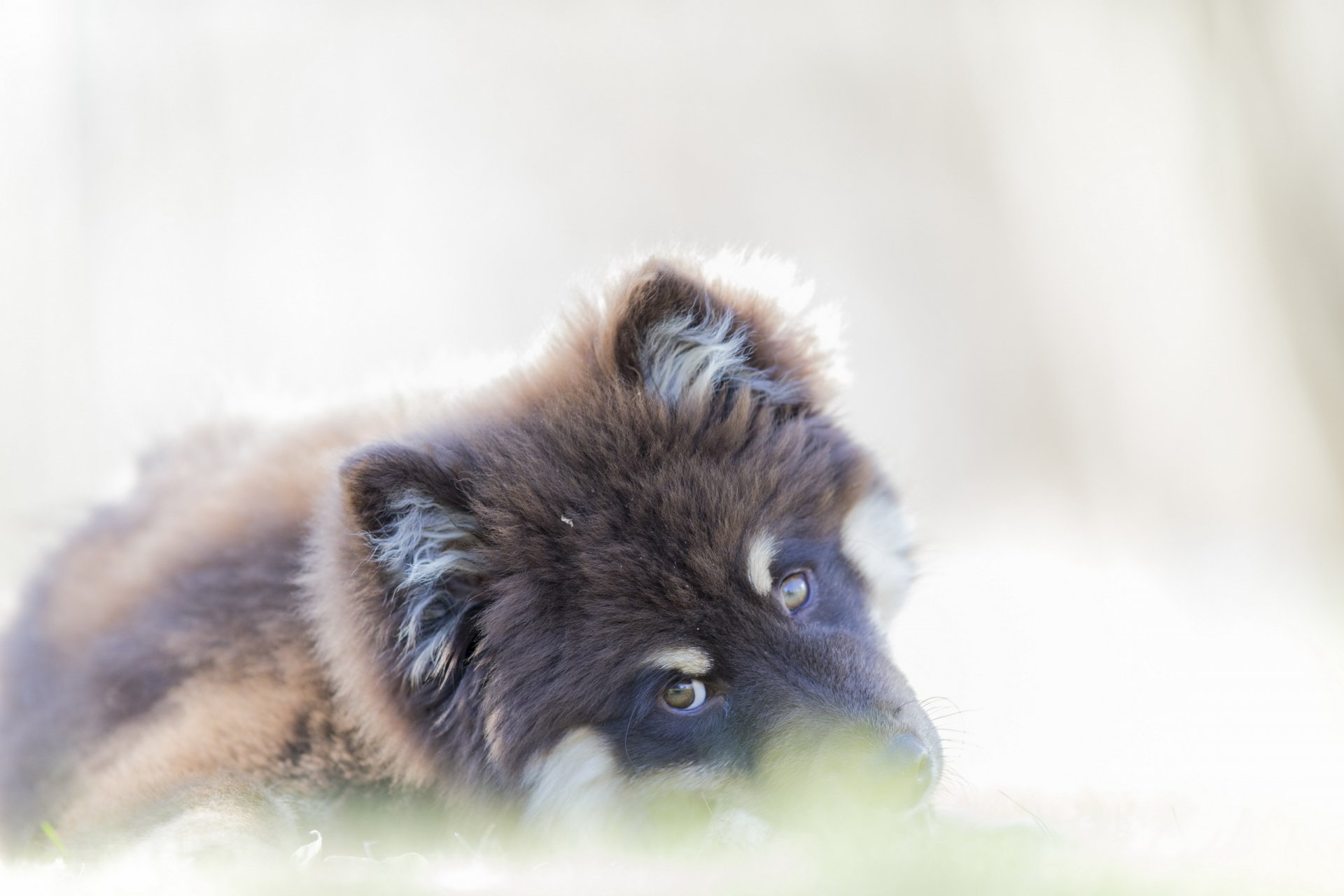 chien regard ami