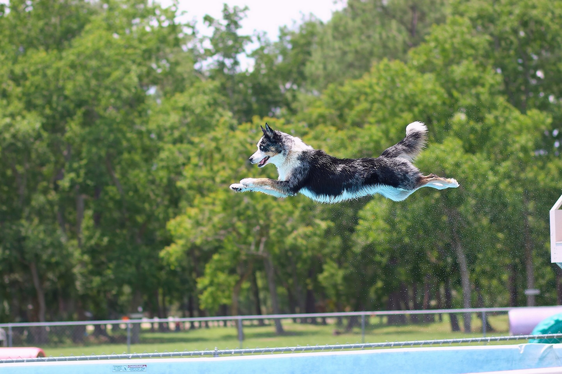 border collie chien saut piscine