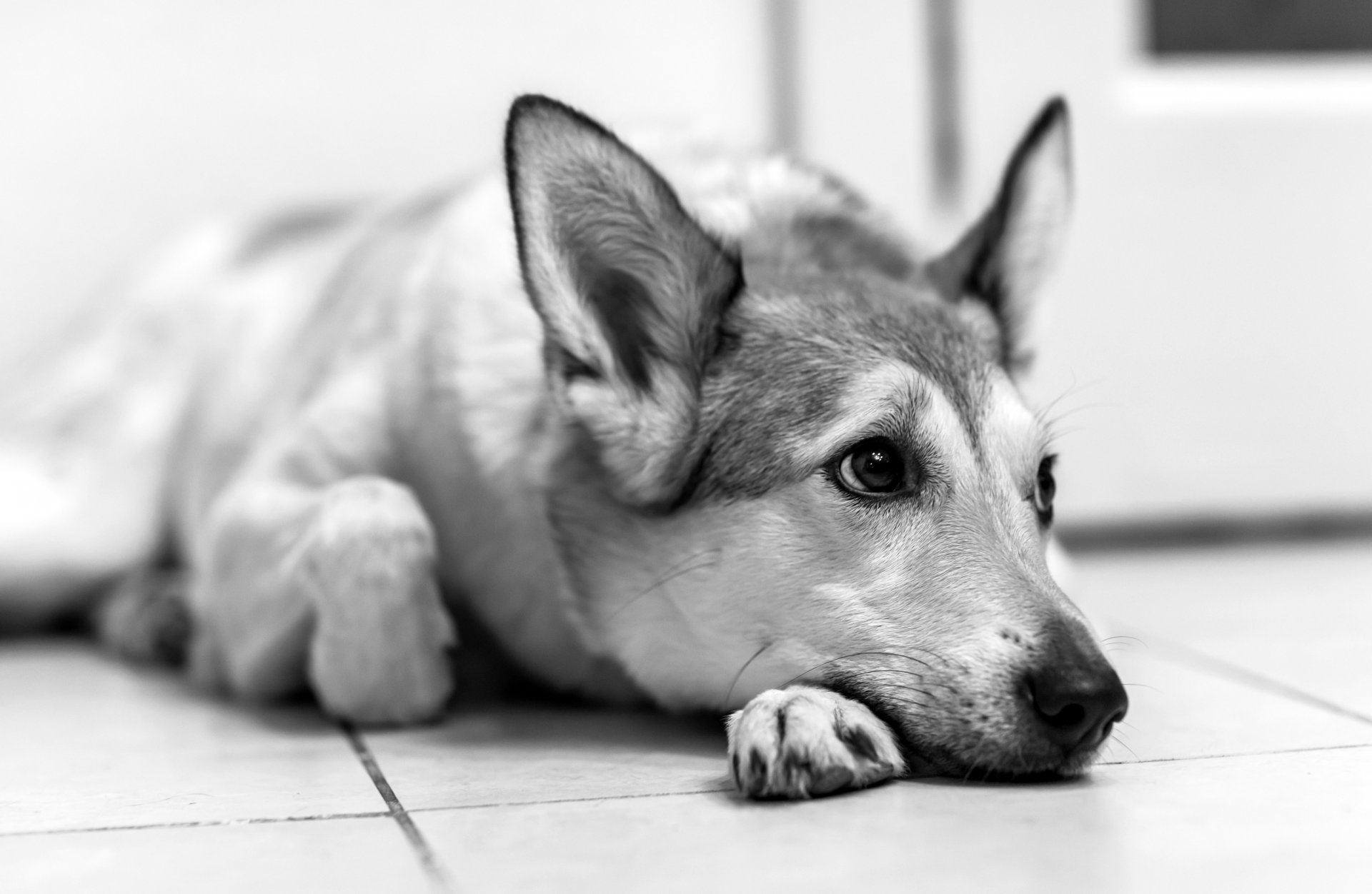 perro mirada amigo