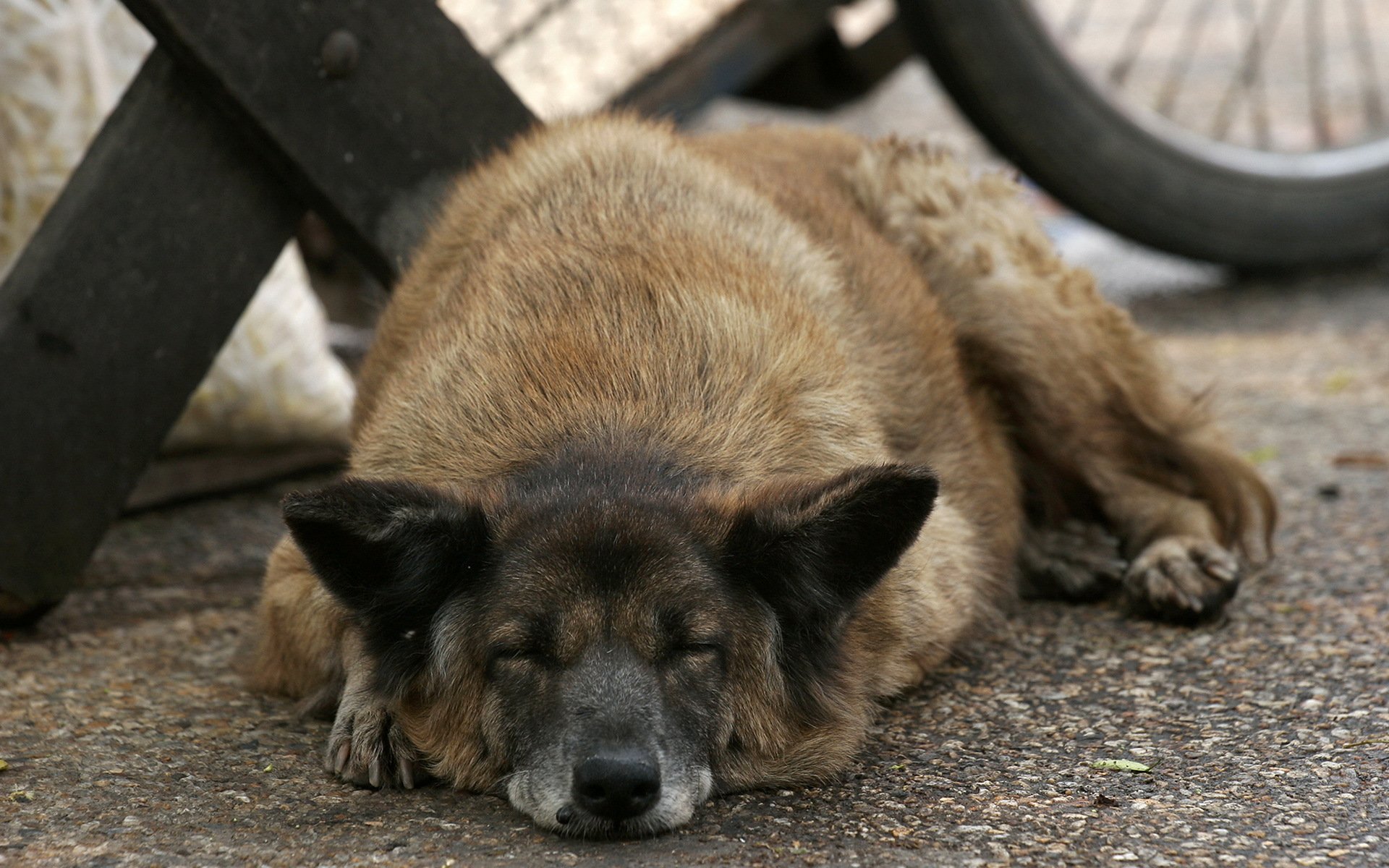 chien rue ami