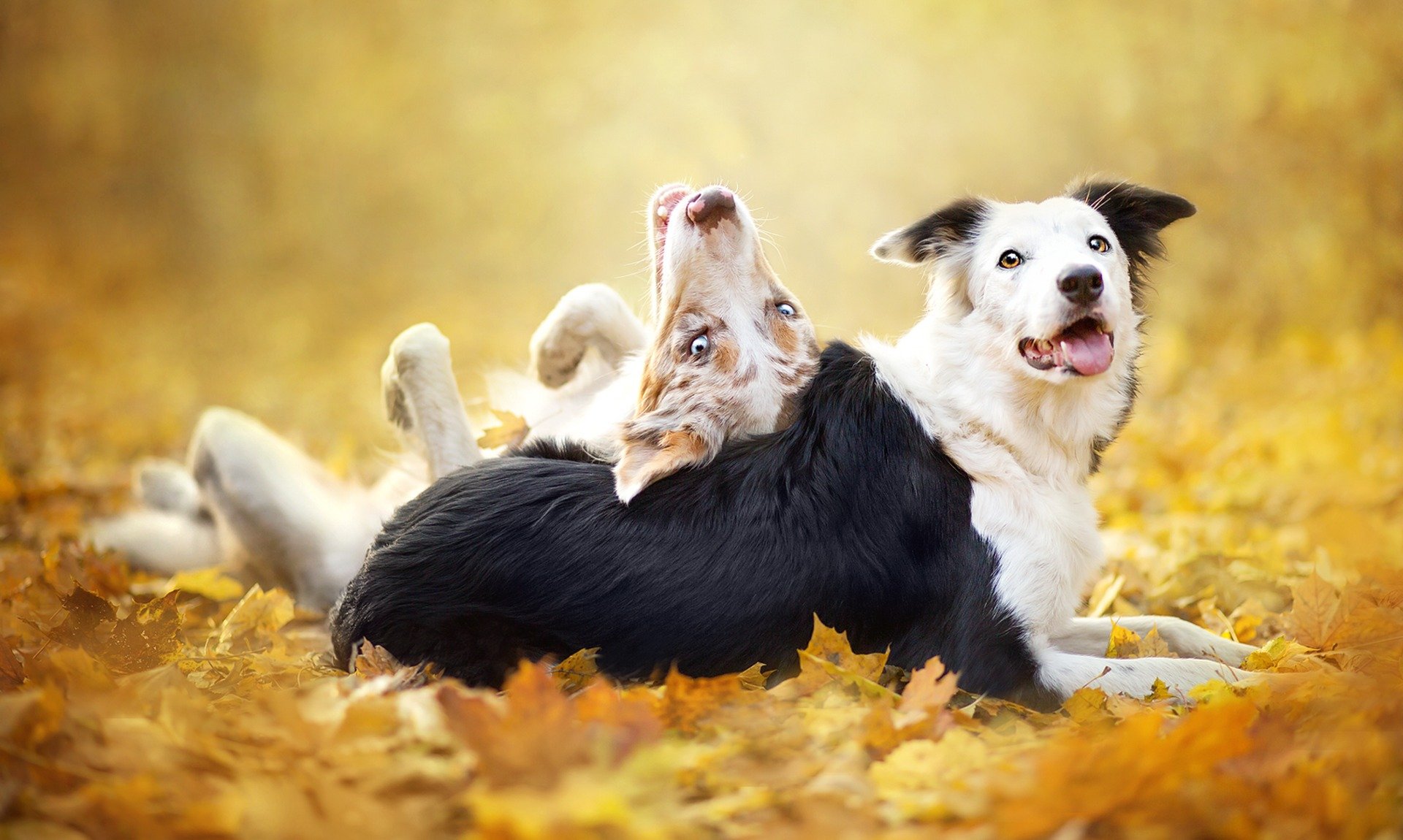 cani amici sfondo