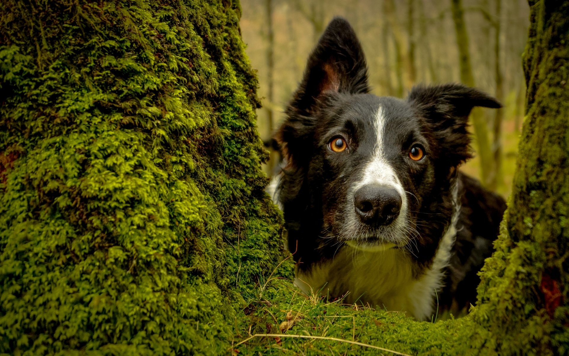 border collie dog face view tree mo