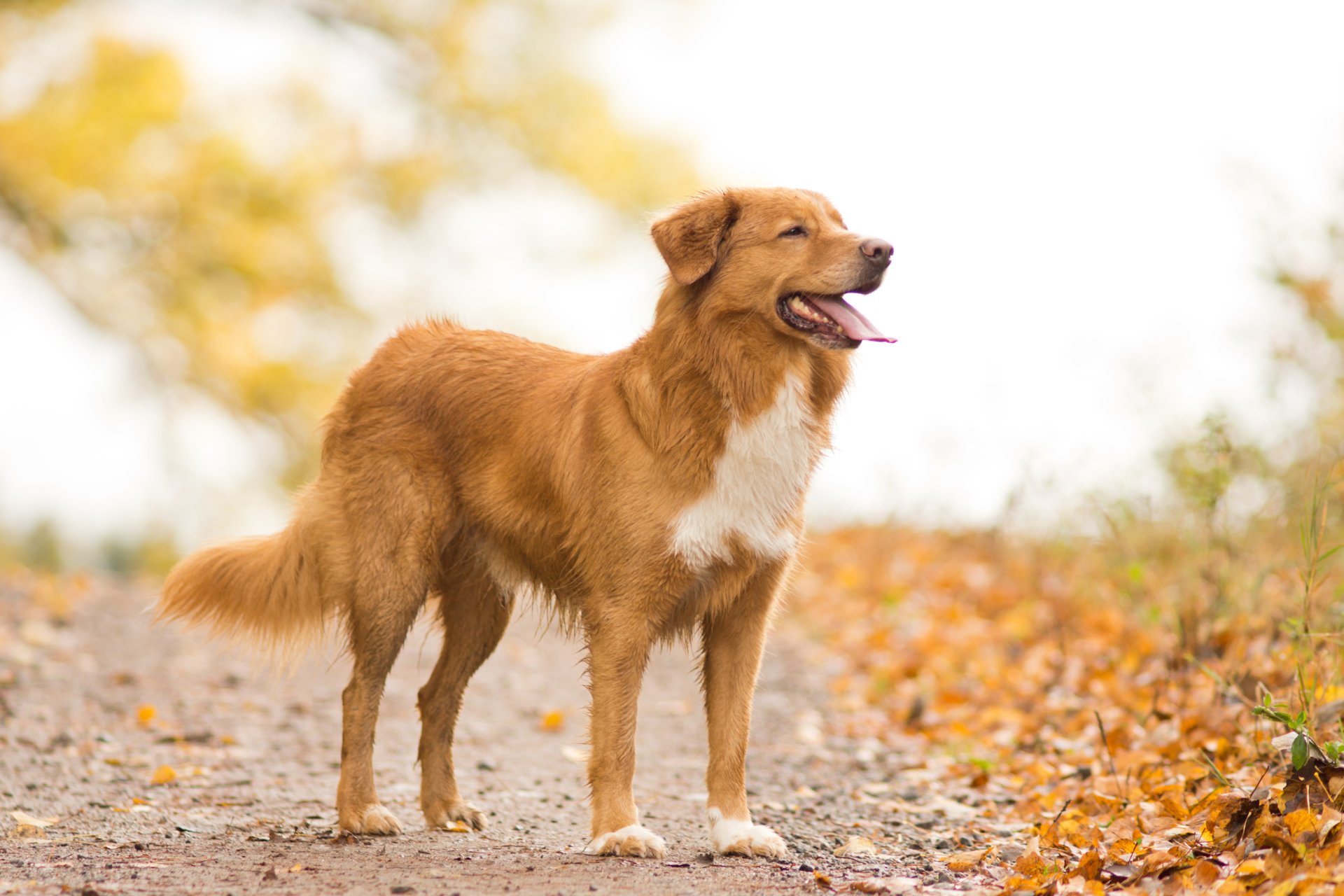 perro mirada amigo otoño