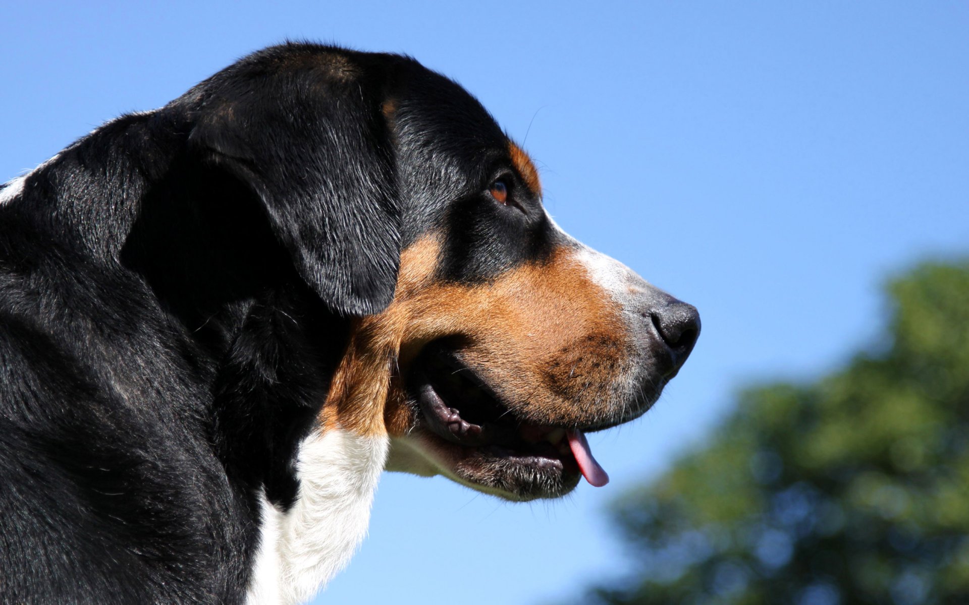 berner sennenhund berner sennenhund berner schäferhund schäferhund