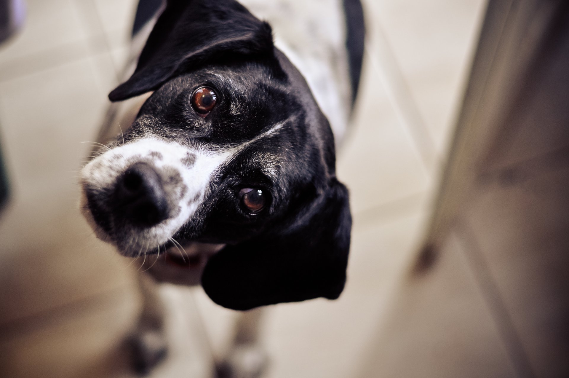 perro perro mirada ojos