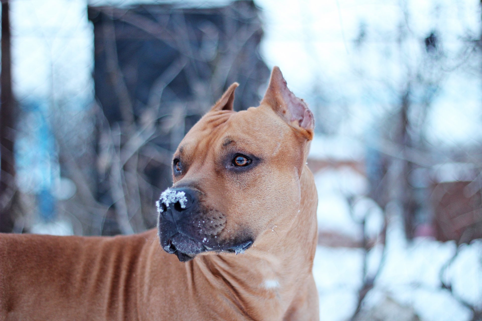 perro nieve staffor