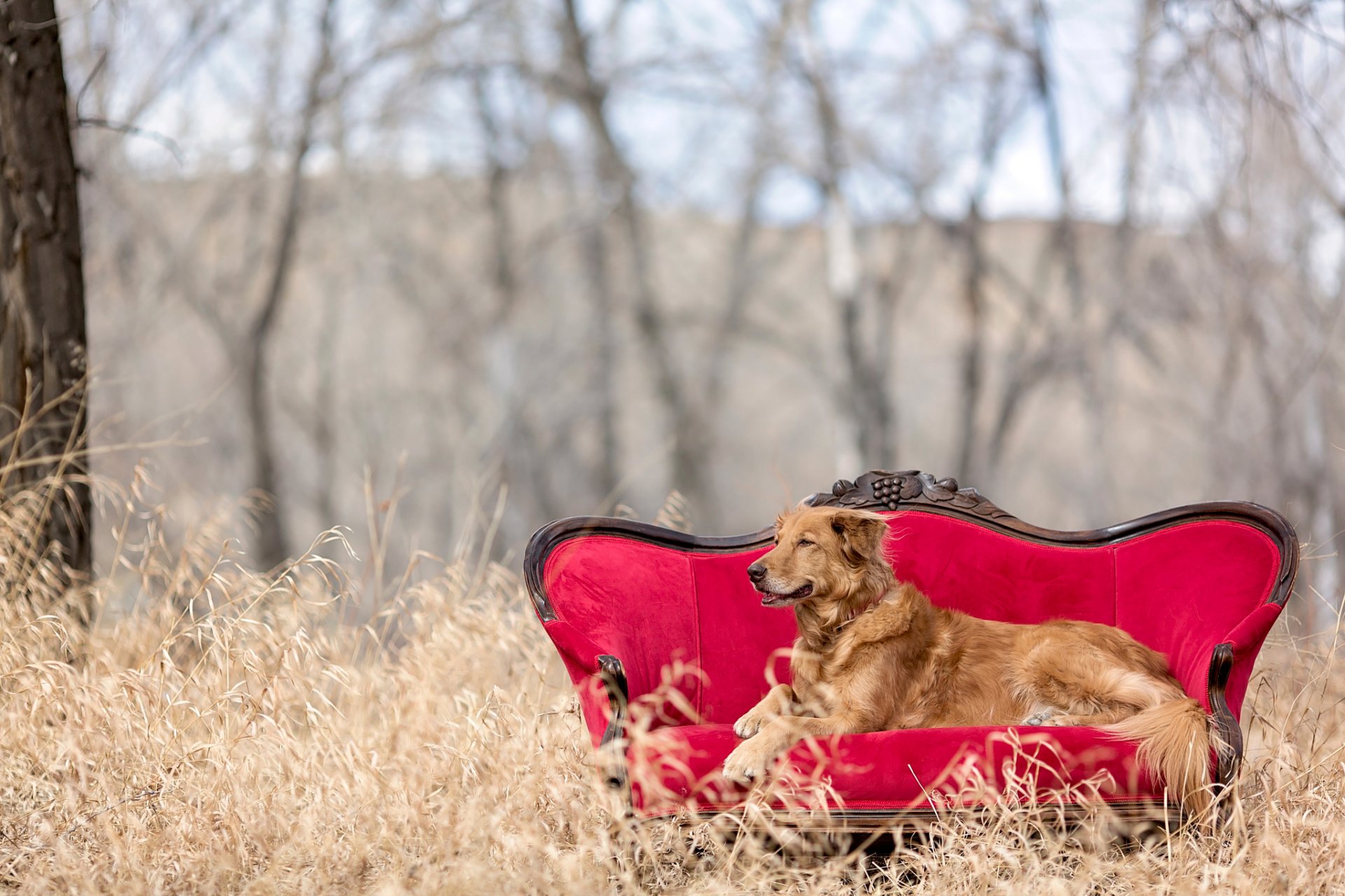 golden retriever nature canapé chaise rouge