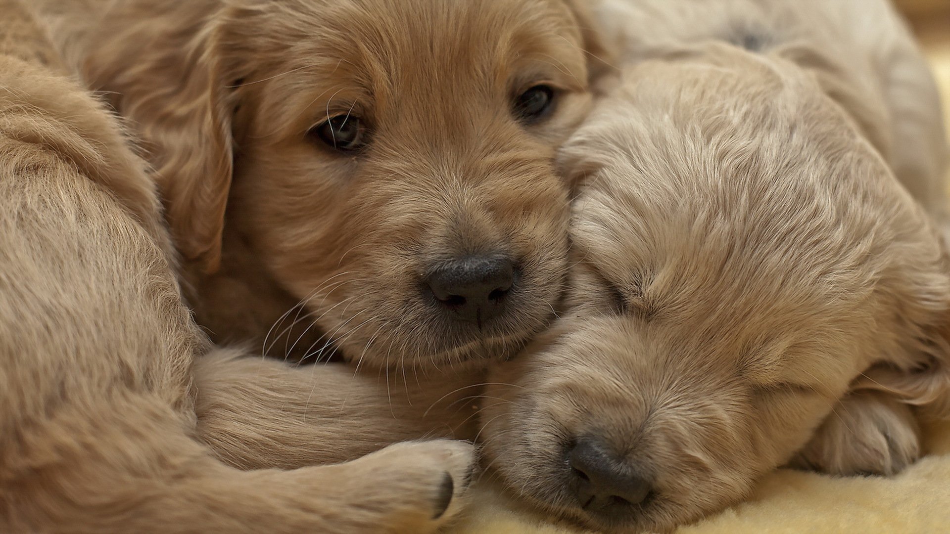 perros cachorros comodidad