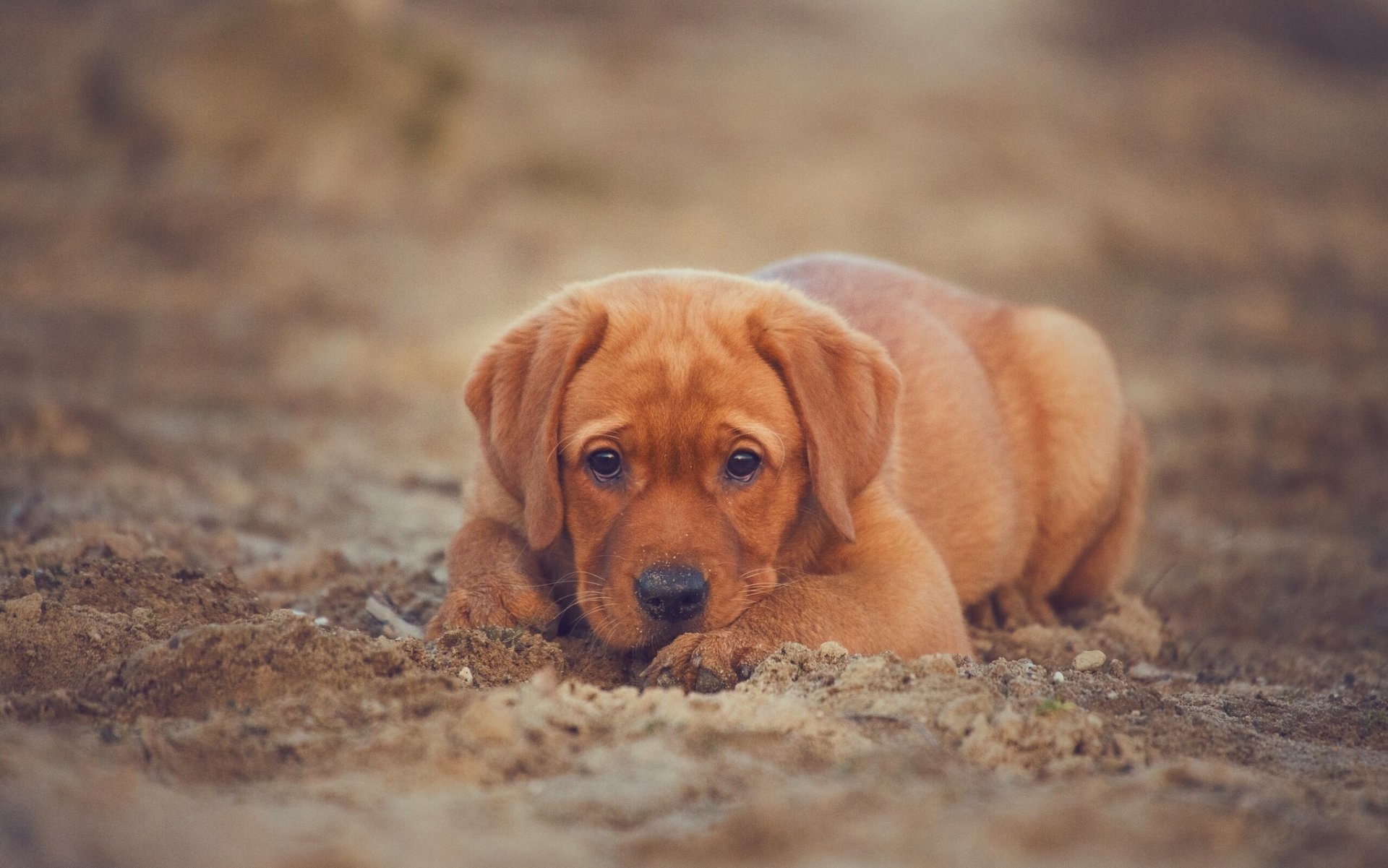 labrador retriever dog puppy view sand