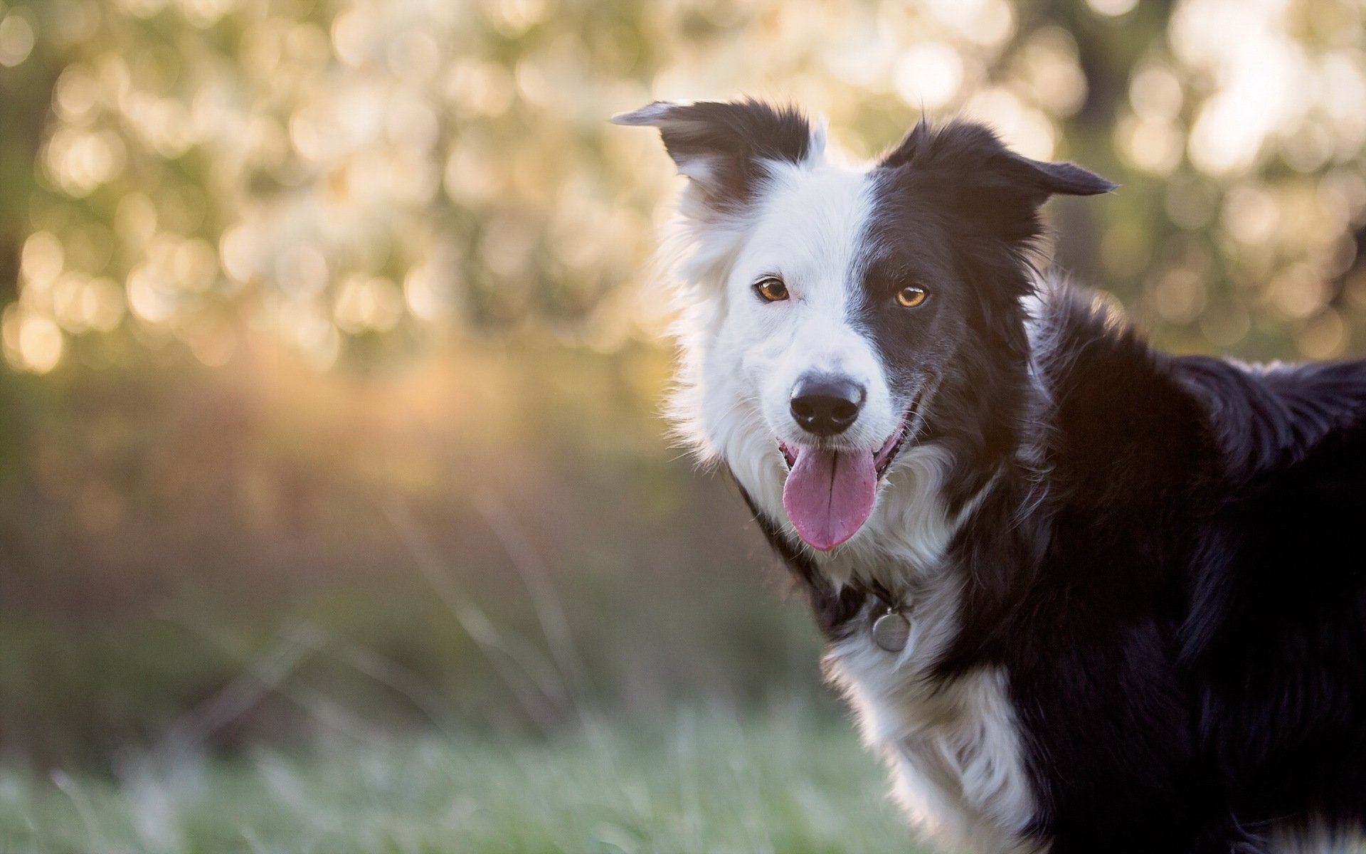 hund blick freund