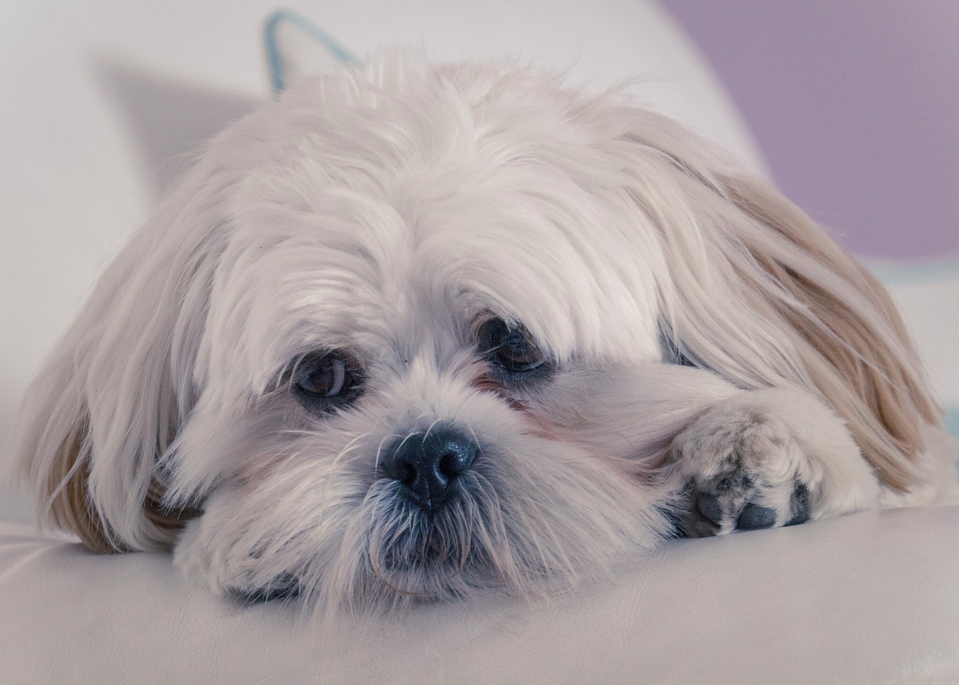 lhasa apso hund schnauze blick