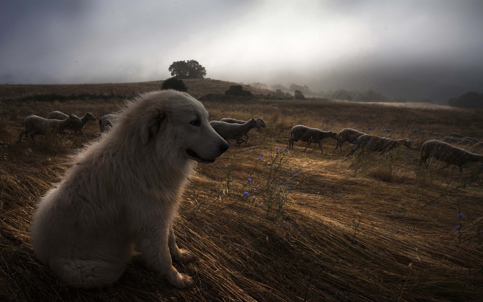 chien moutons nuit