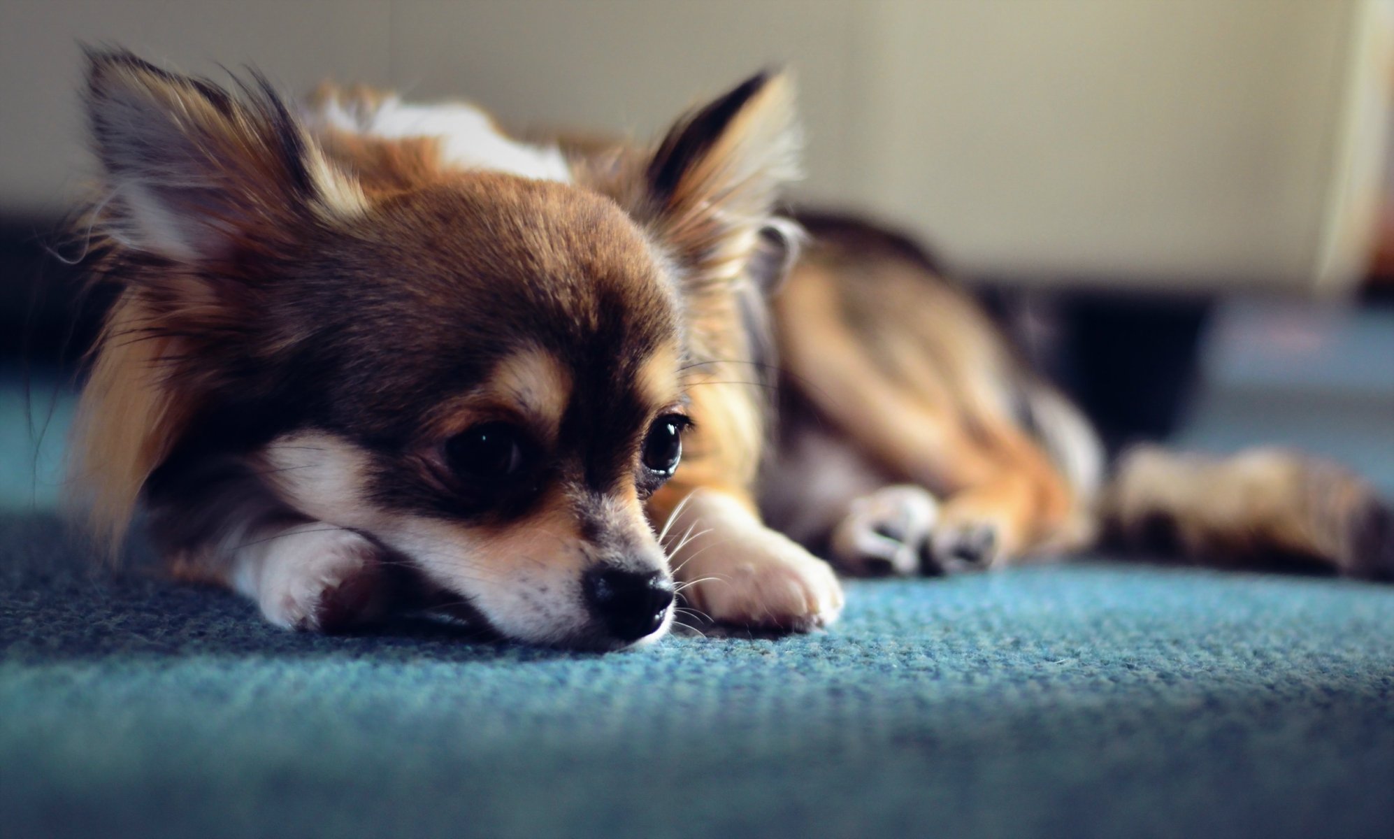 chien regard ami