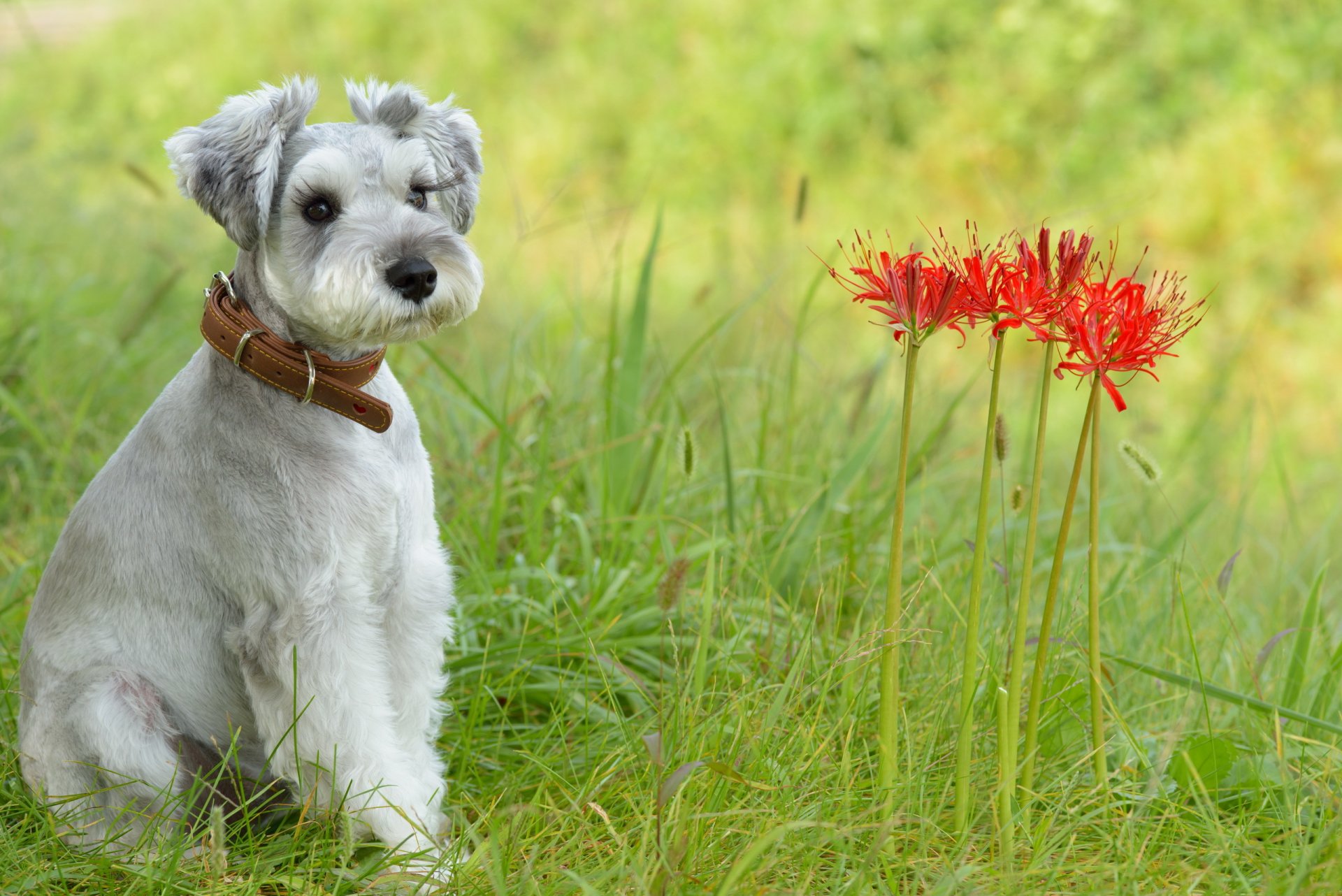 cane sguardo amico fiori estate