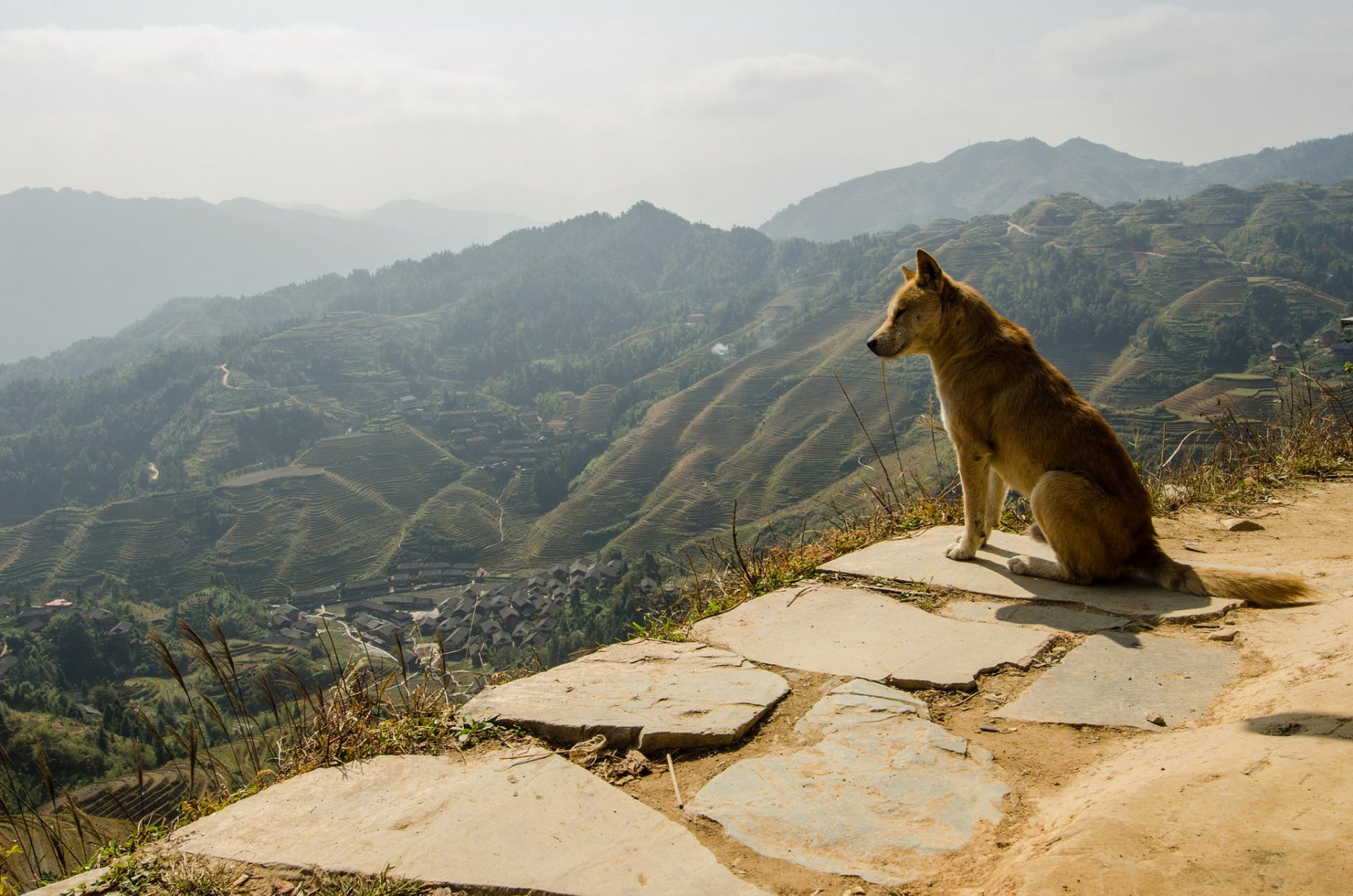 freund hund natur panorama