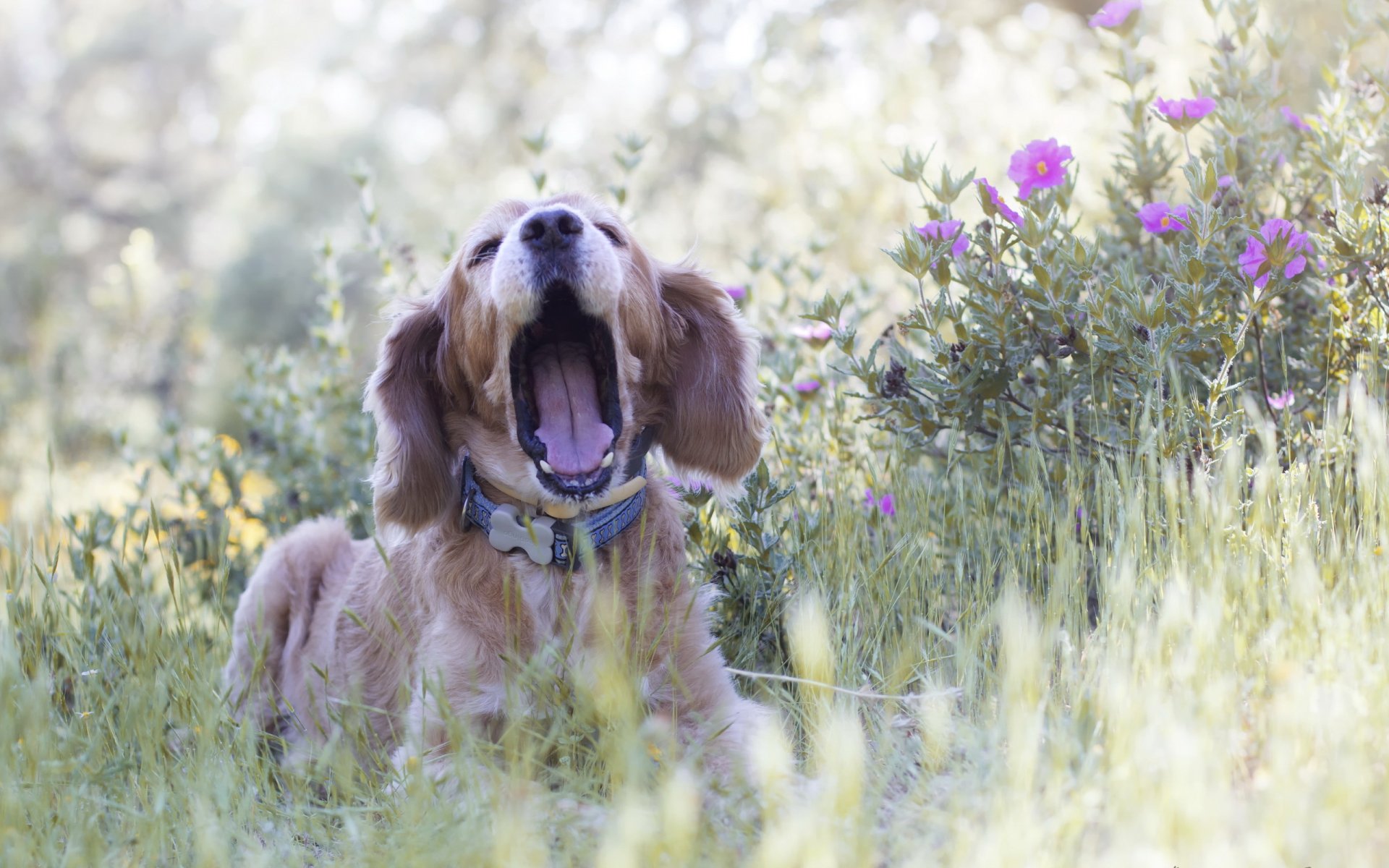 cane amico natura