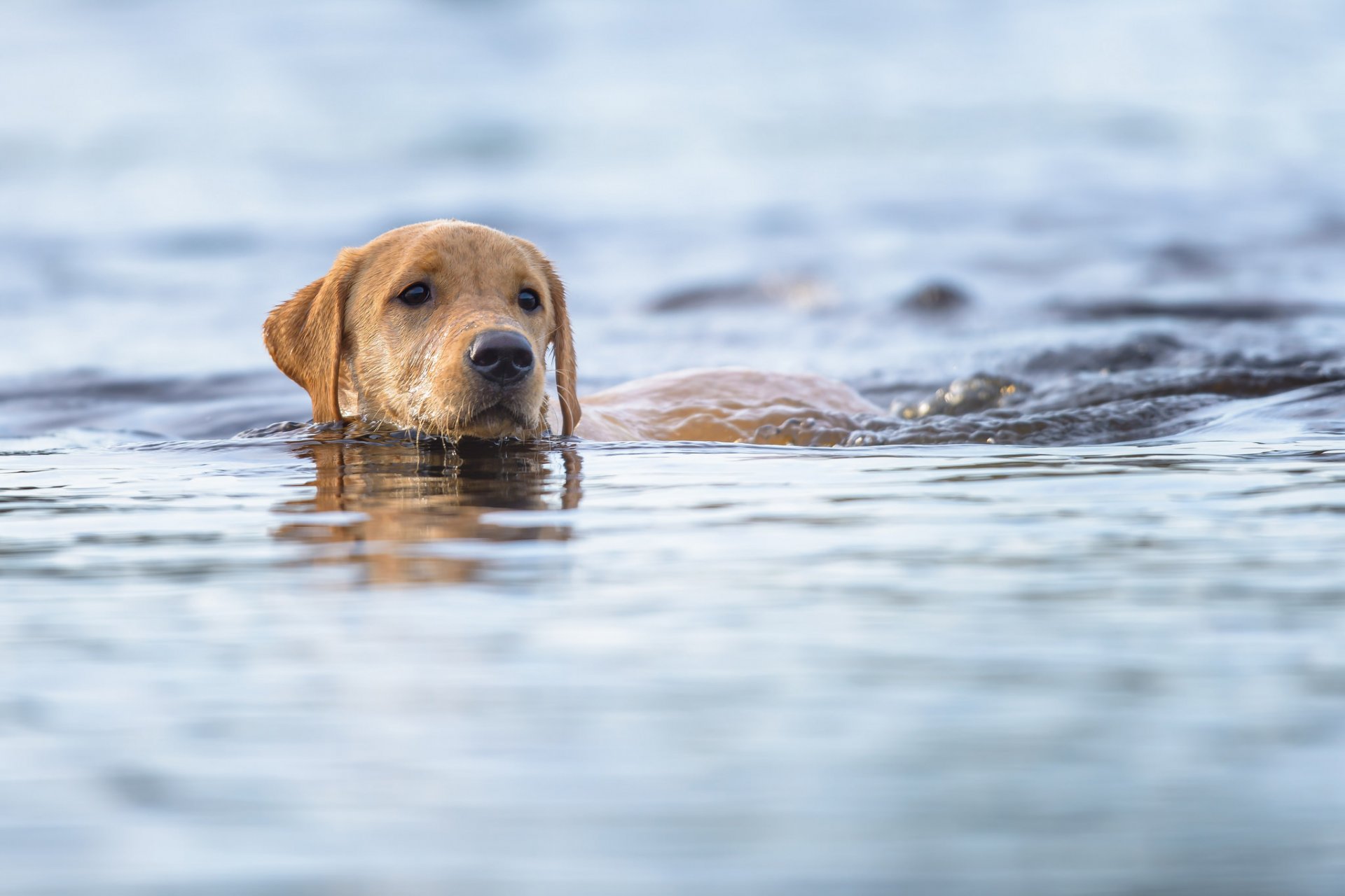 собака морда друг взгляд вода