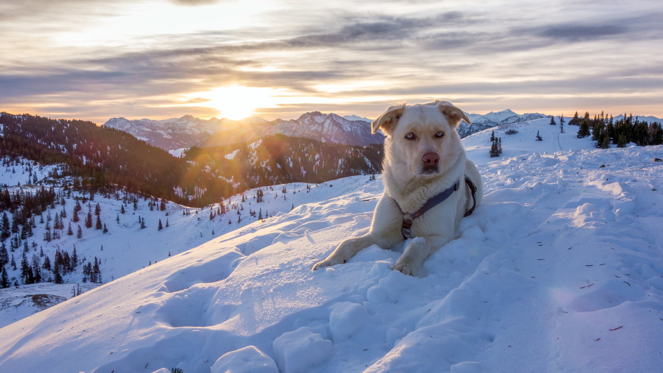 alpy austria góry zima śnieg natura pies