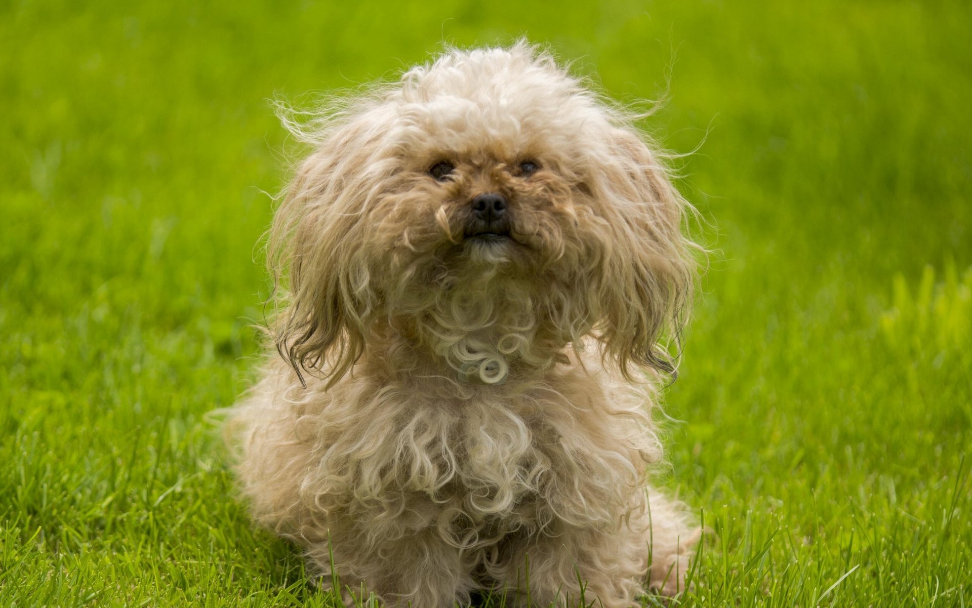 perro peludo rizado hierba