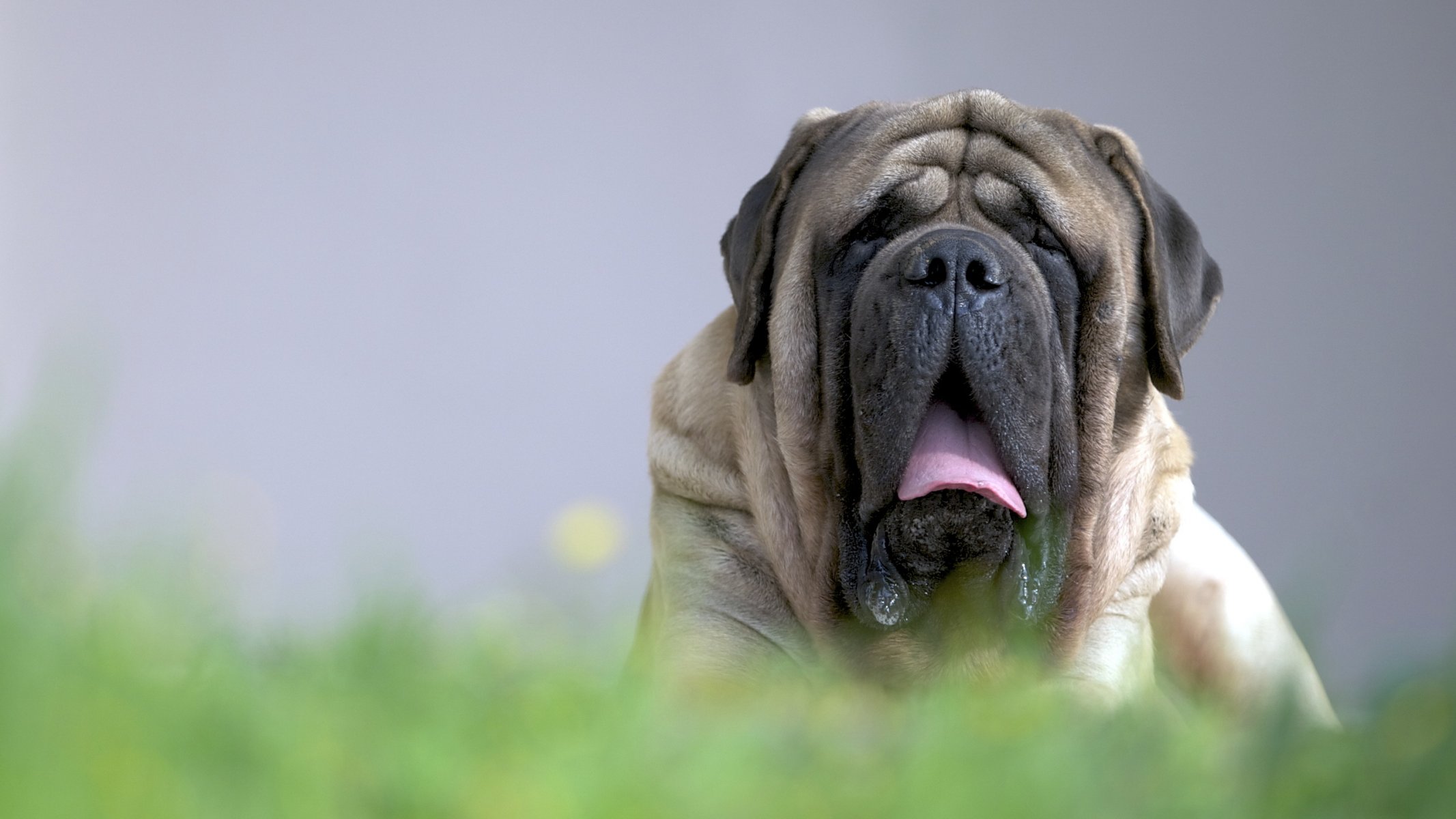 dog view other english mastiff