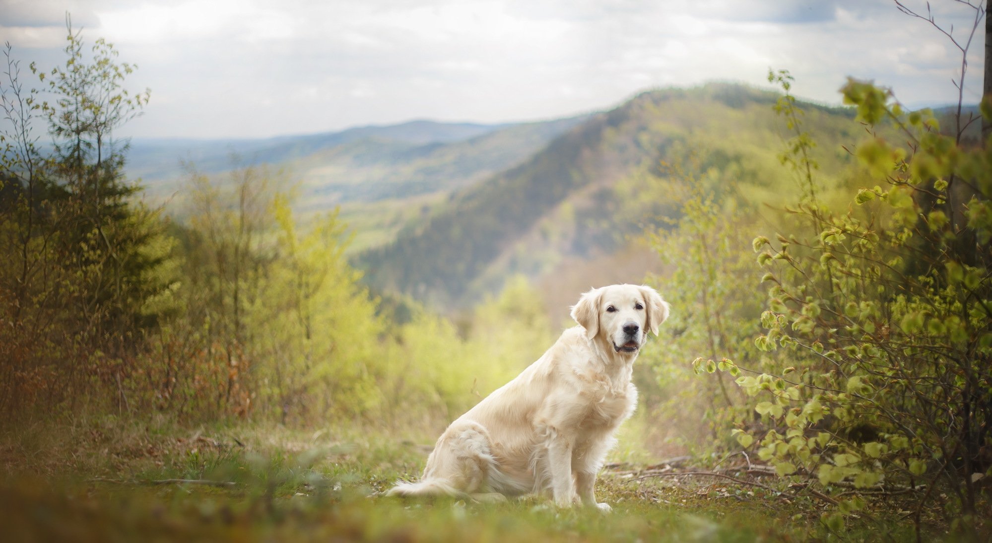 hund blick freund