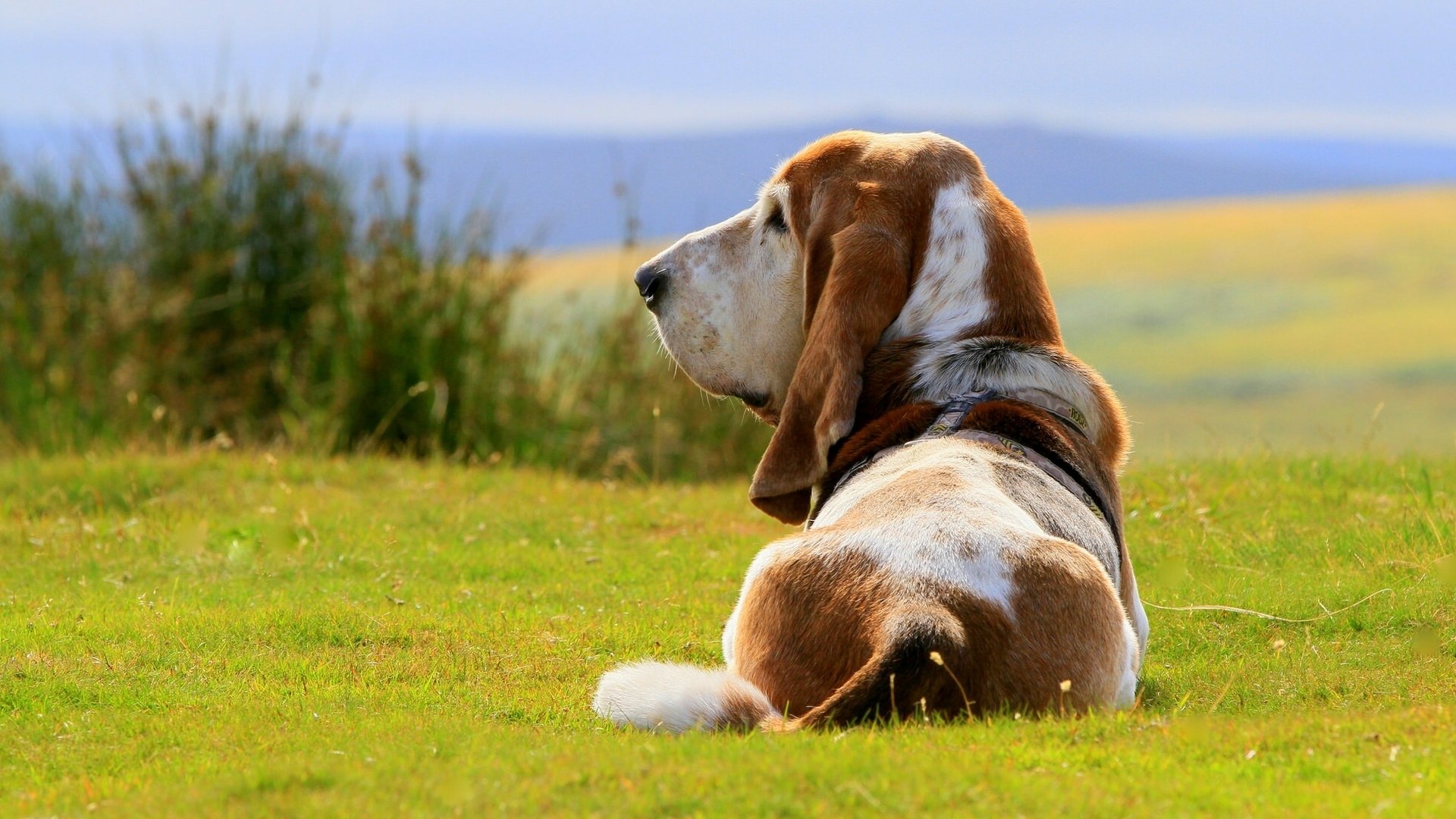 basset hound cane