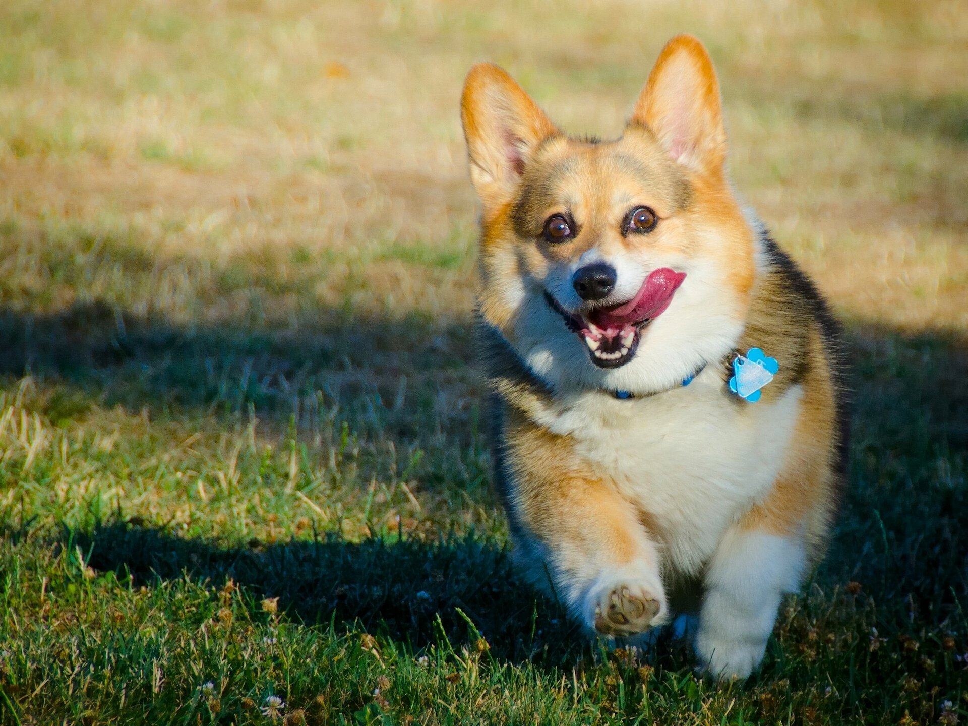 corgi galés perro lengua alegría estado de ánimo