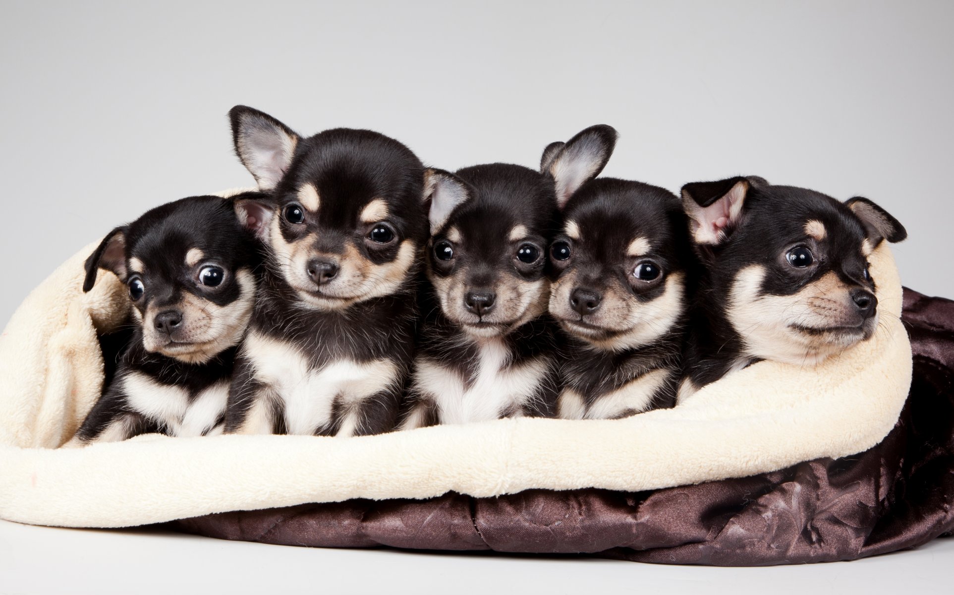 puppies quintet cute