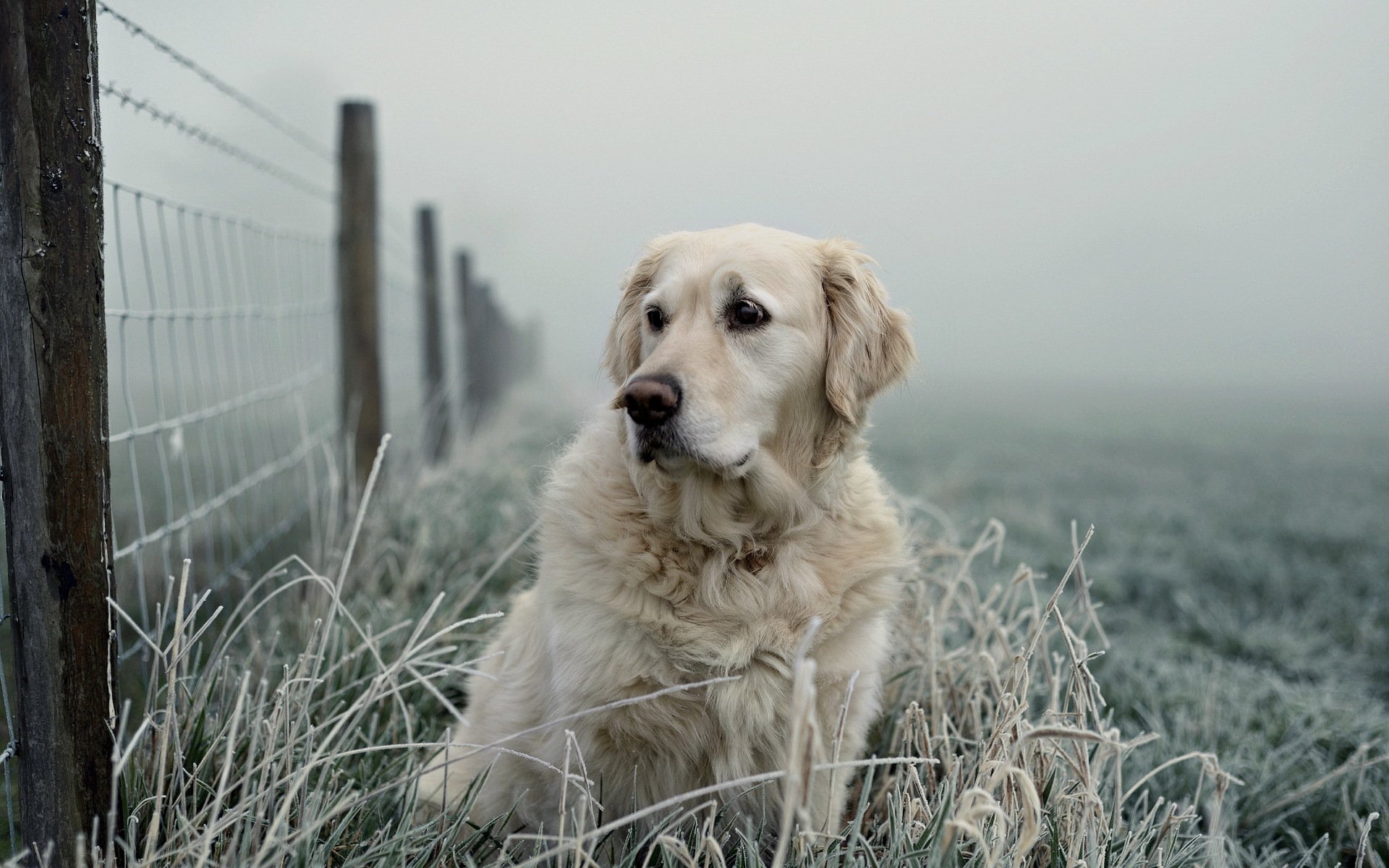 perro mirada amigo cerca