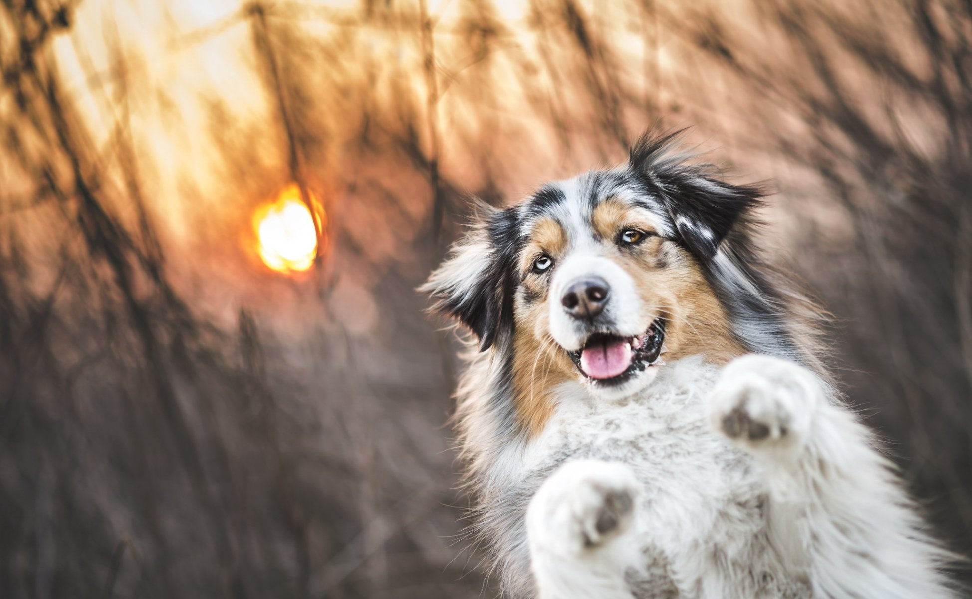 hund blick freund