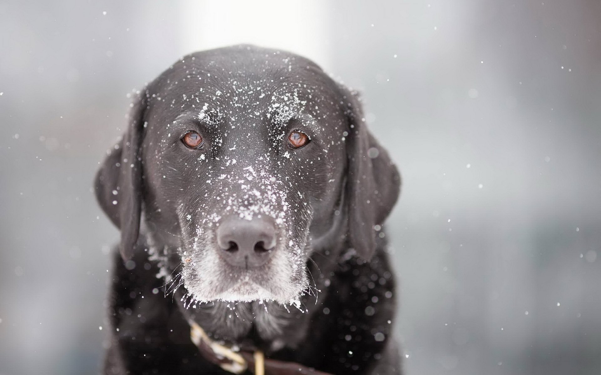 hund blick schnee