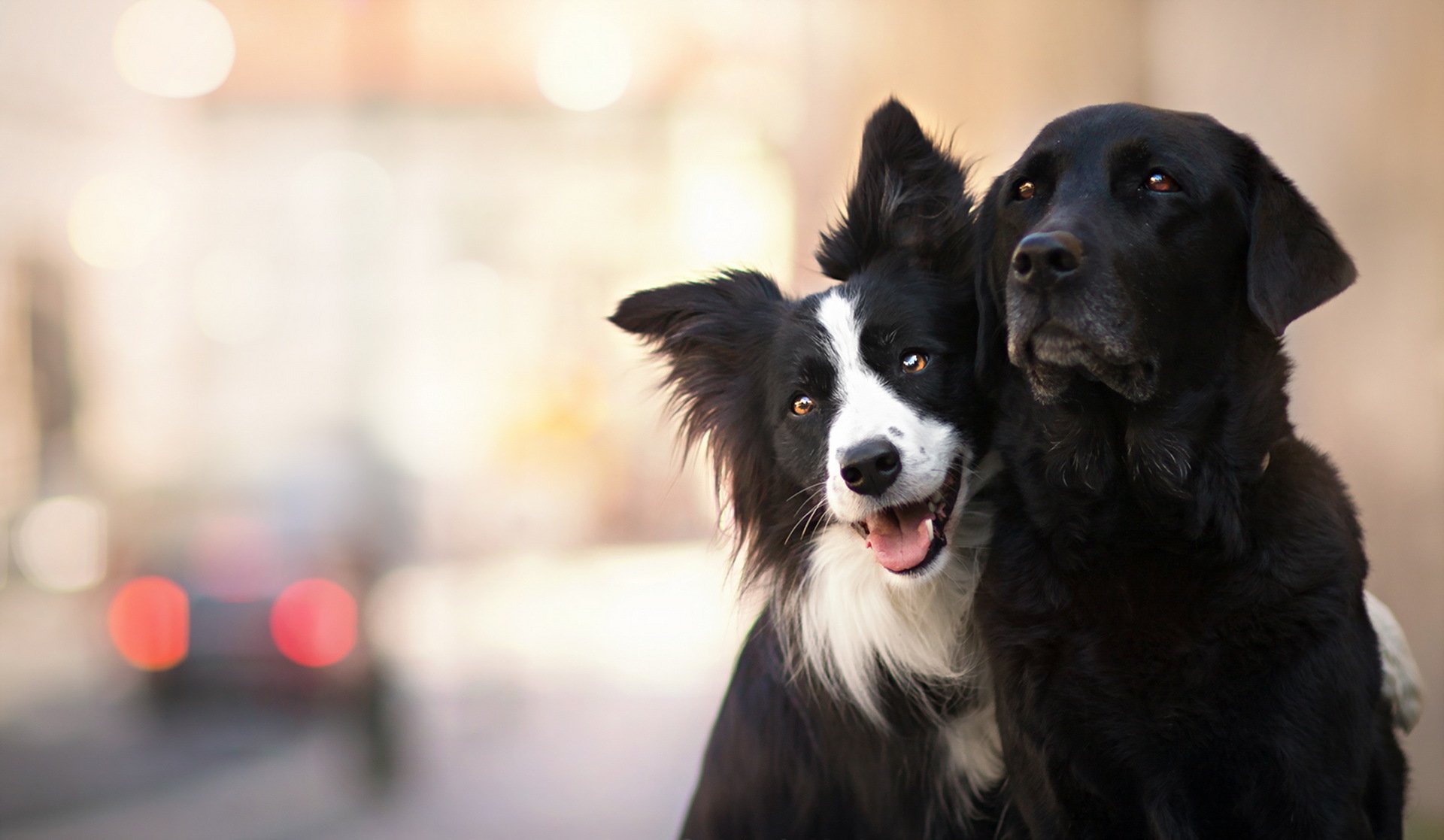 cani amici sfondo