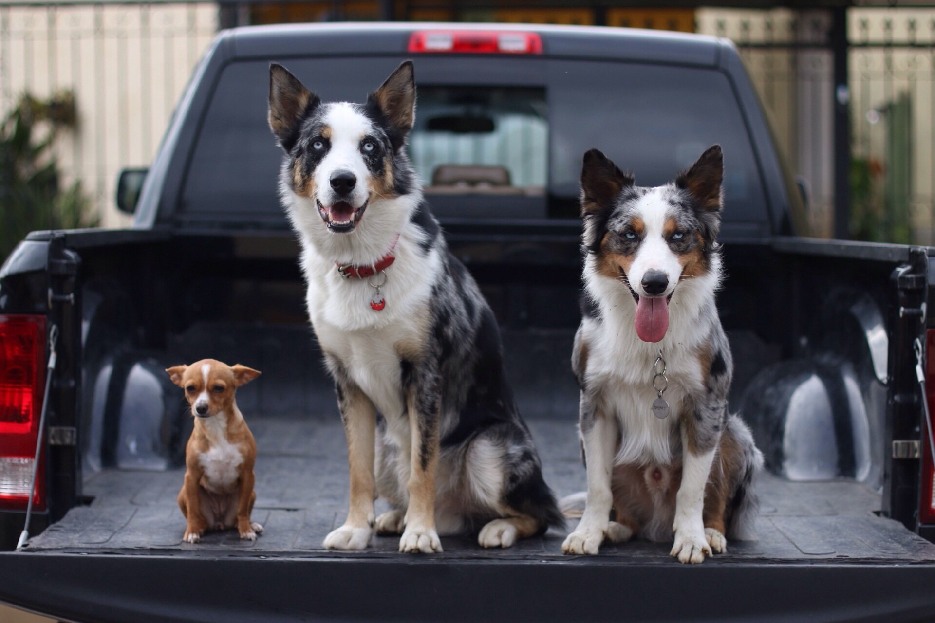 border collie chihuahua dogs trinity trio machine truck body