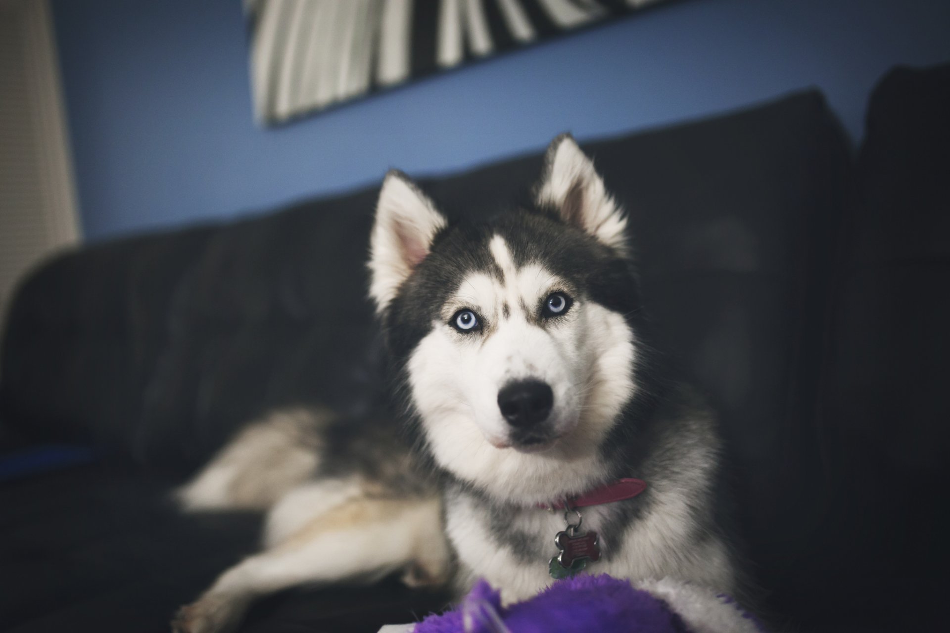 husky hund wolle schaut