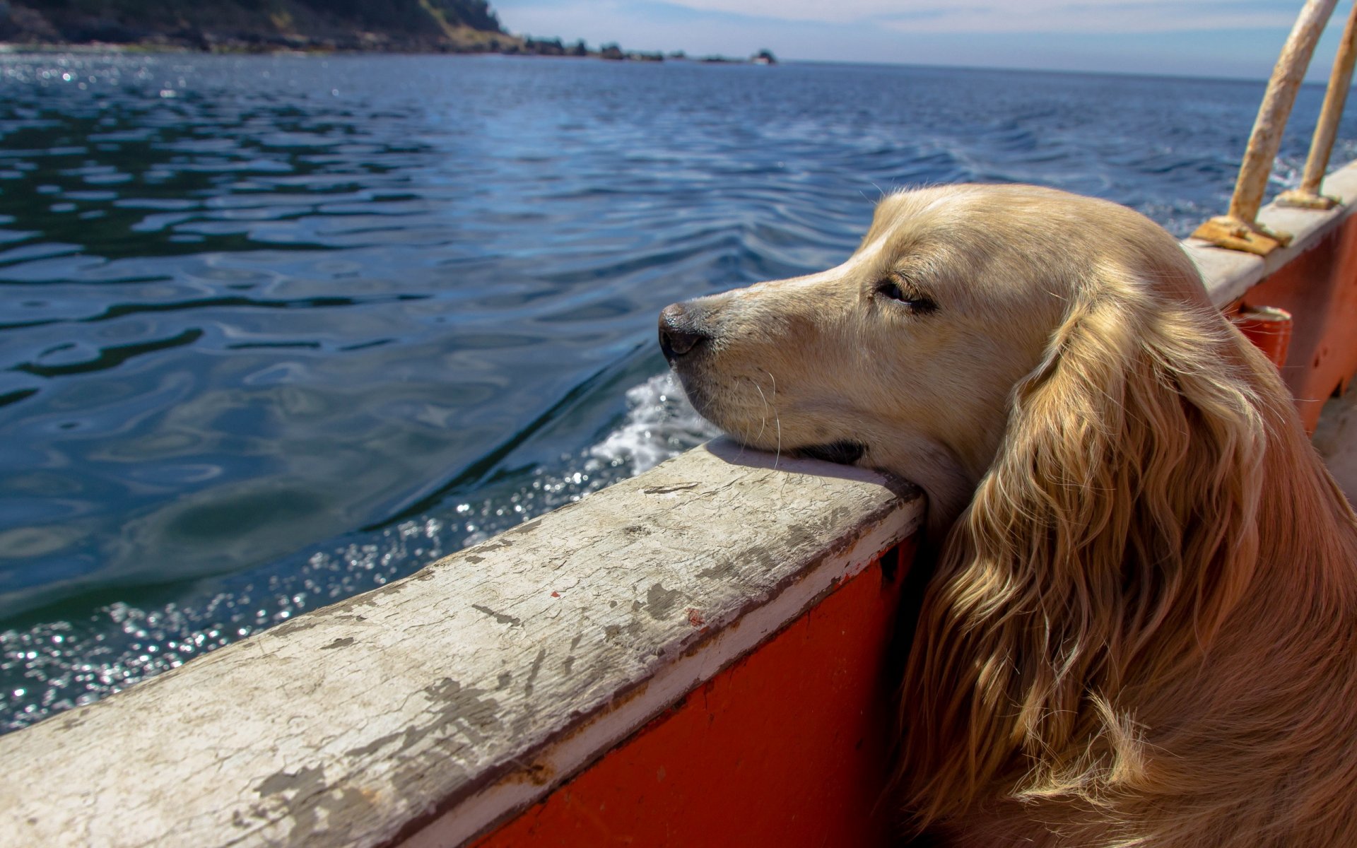 chien regard ami