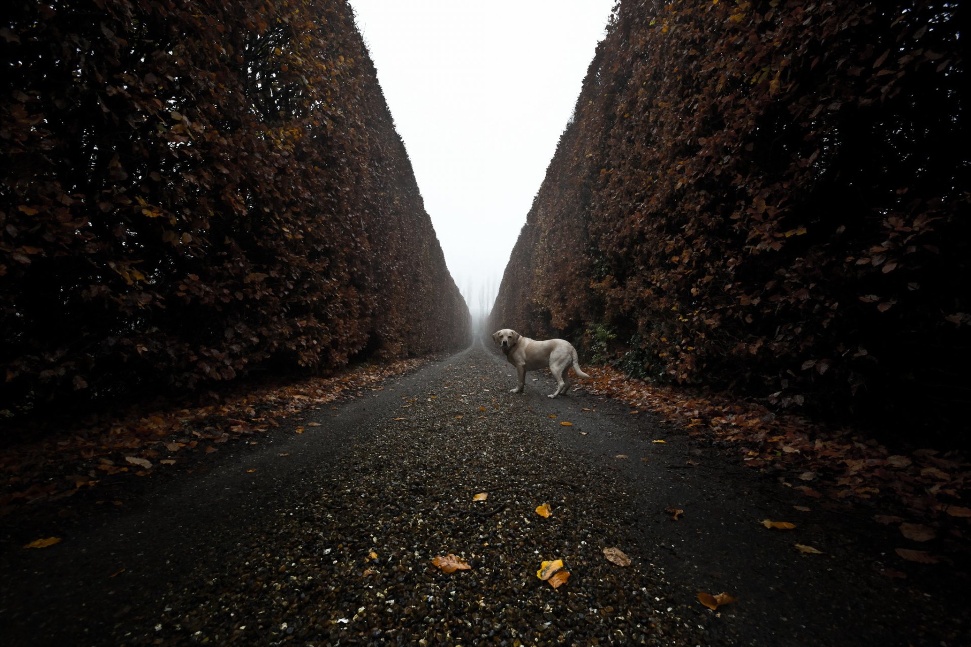 chien vue ami route