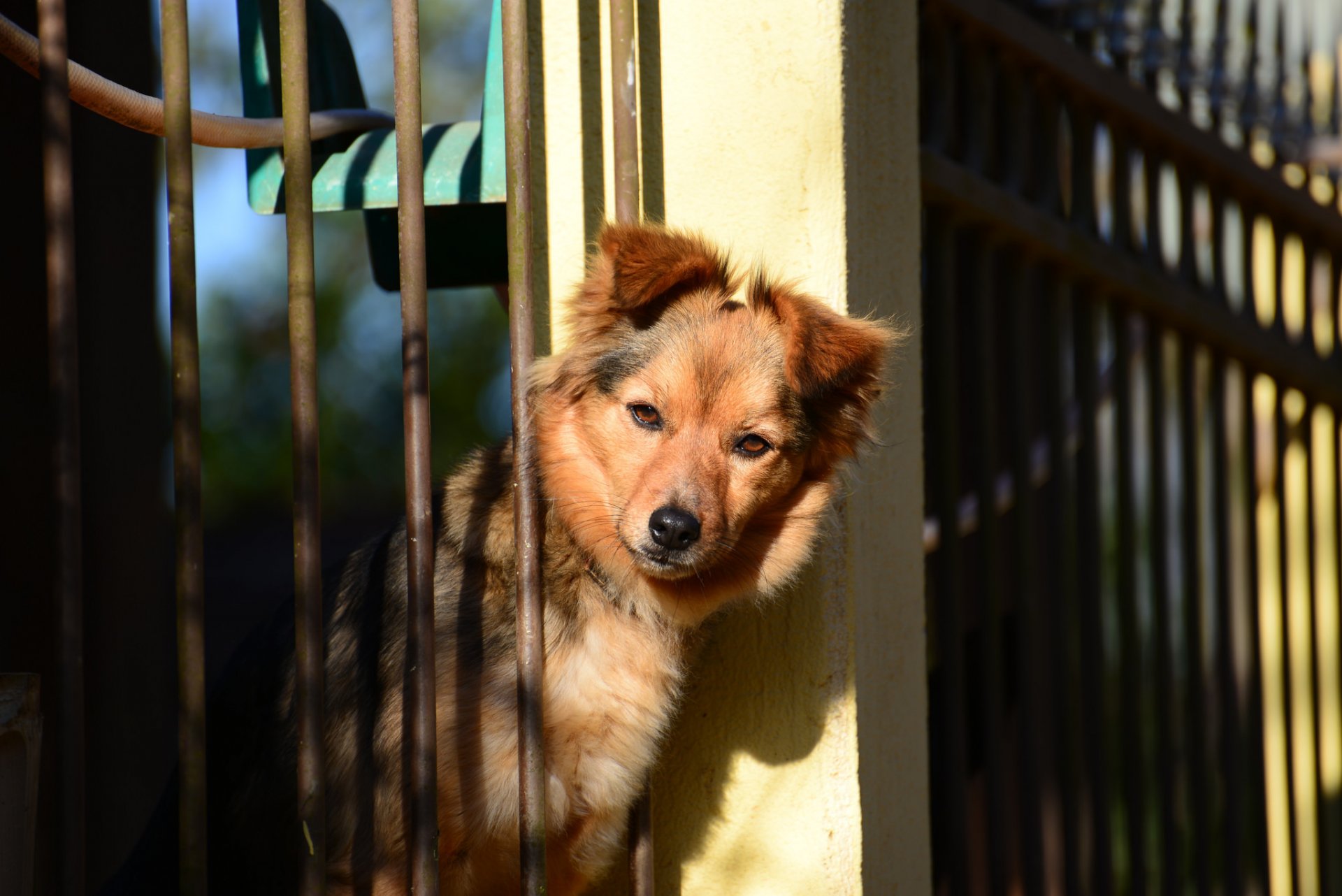 perro amigo cerca