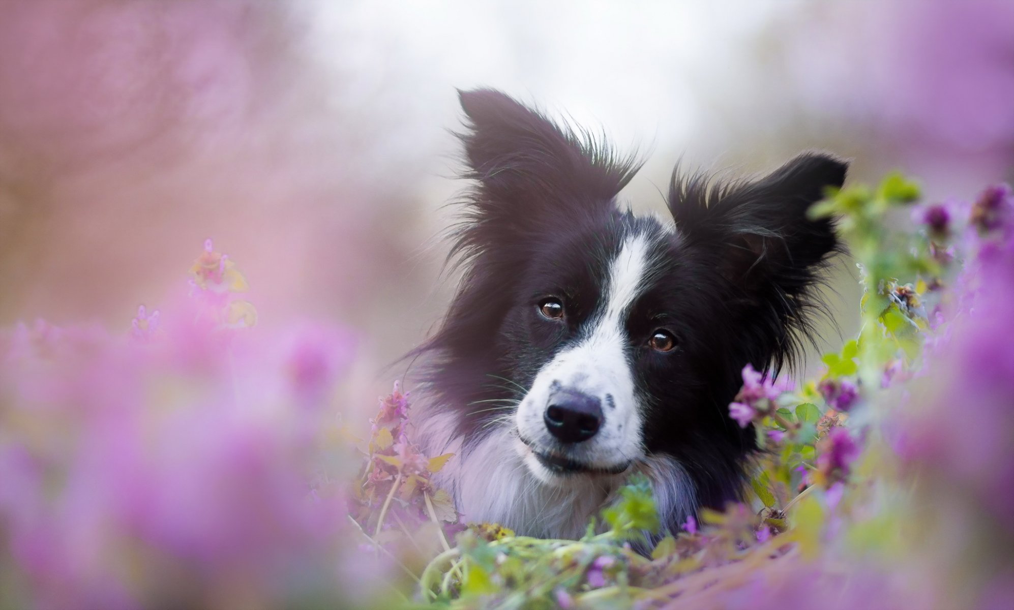 perro mirada amigo naturaleza