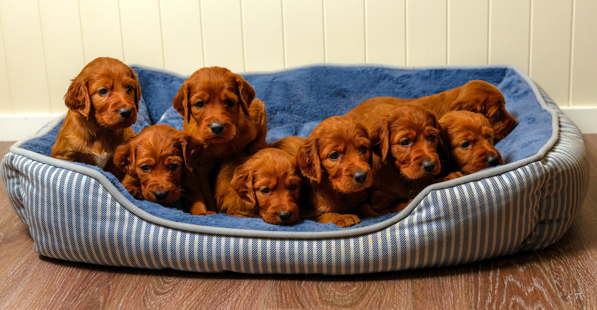 perros cachorros casa