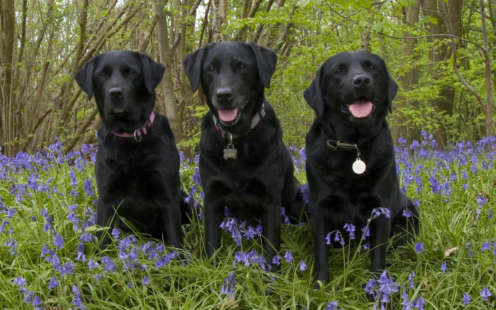 labrador retriever cani trinità trio fiori campane foresta