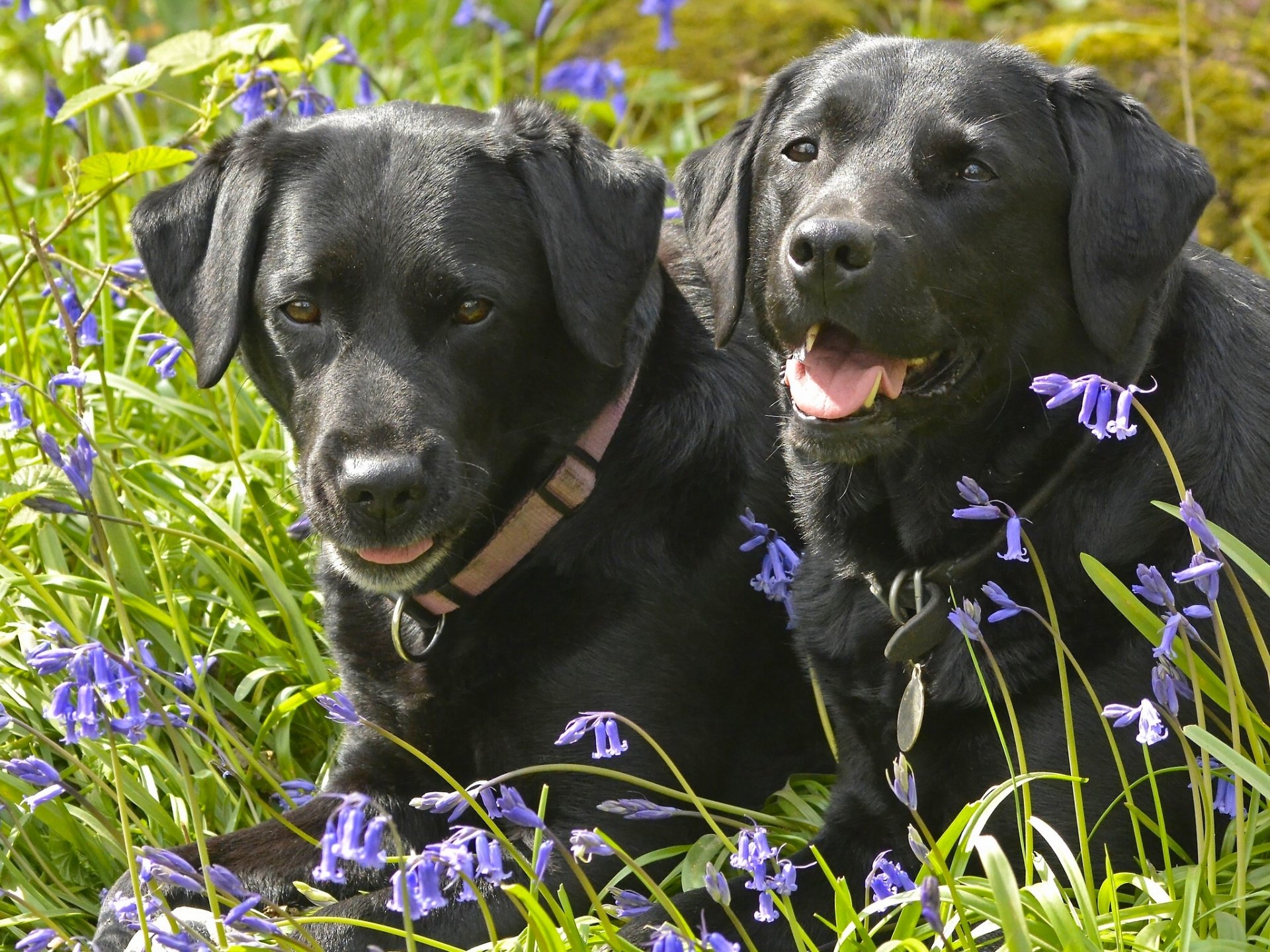 labrador retriever dogs couple flower bell