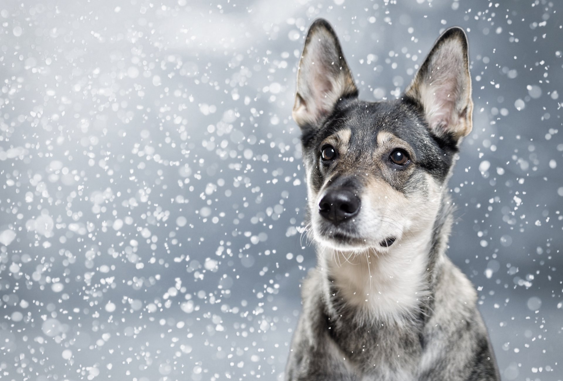 chien museau oreilles neige portrait