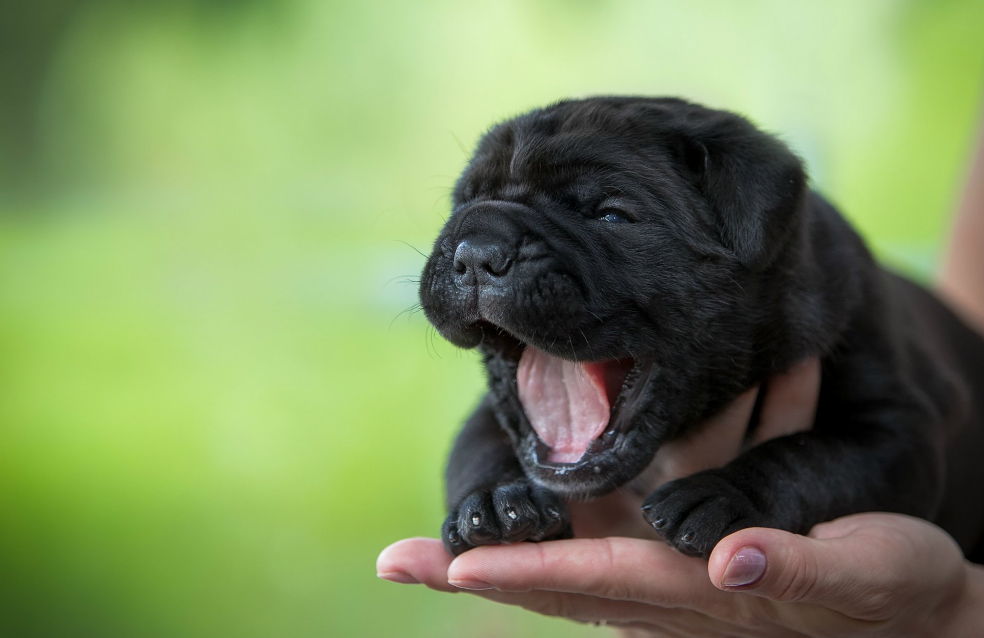 cachorro miga bostezo lengua mano